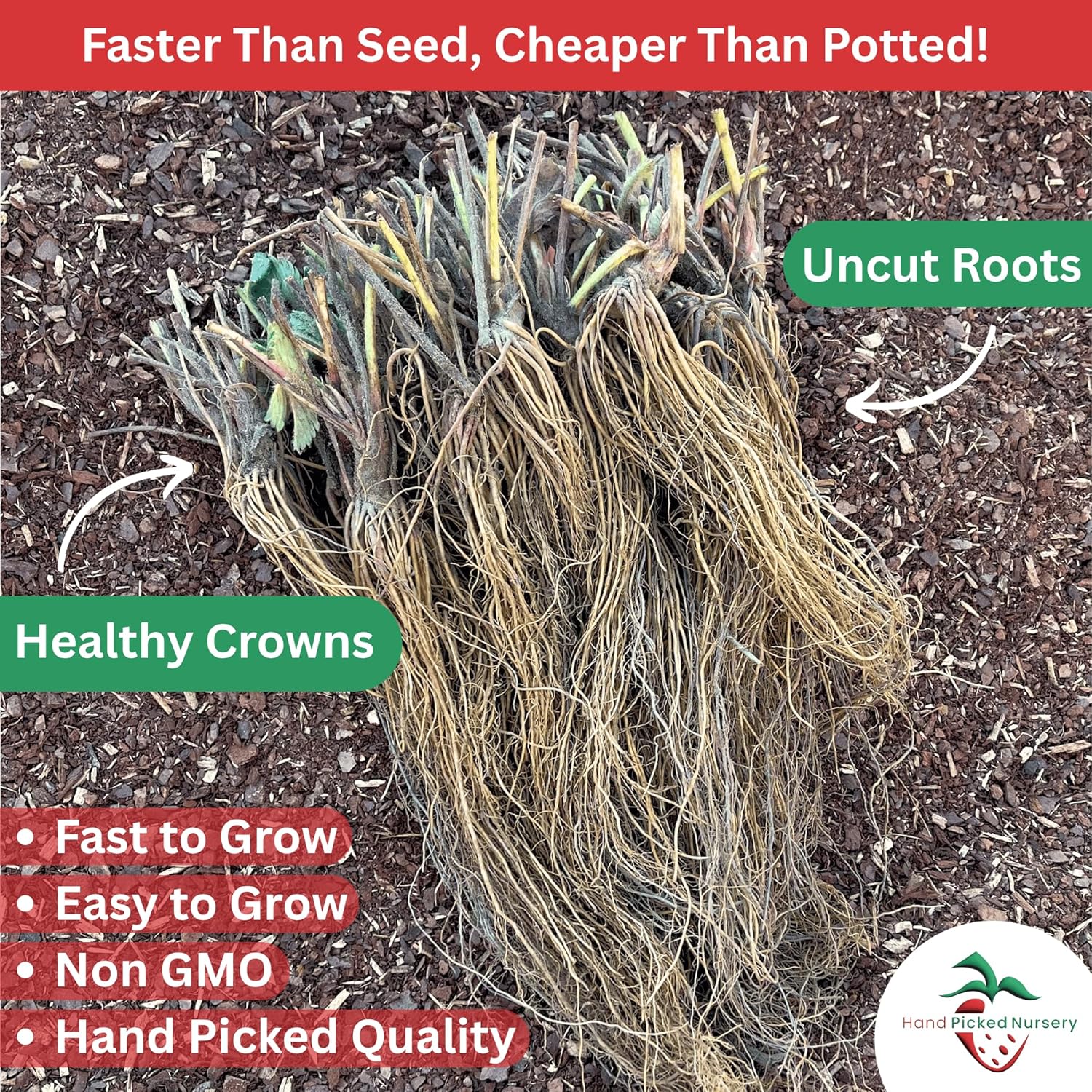 Earliglow June Bearing Bare Root Strawberry Plants - Heirloom Quality, Easy for Beginners - Early June Bearing Variety from Hand Picked Nursery (50)