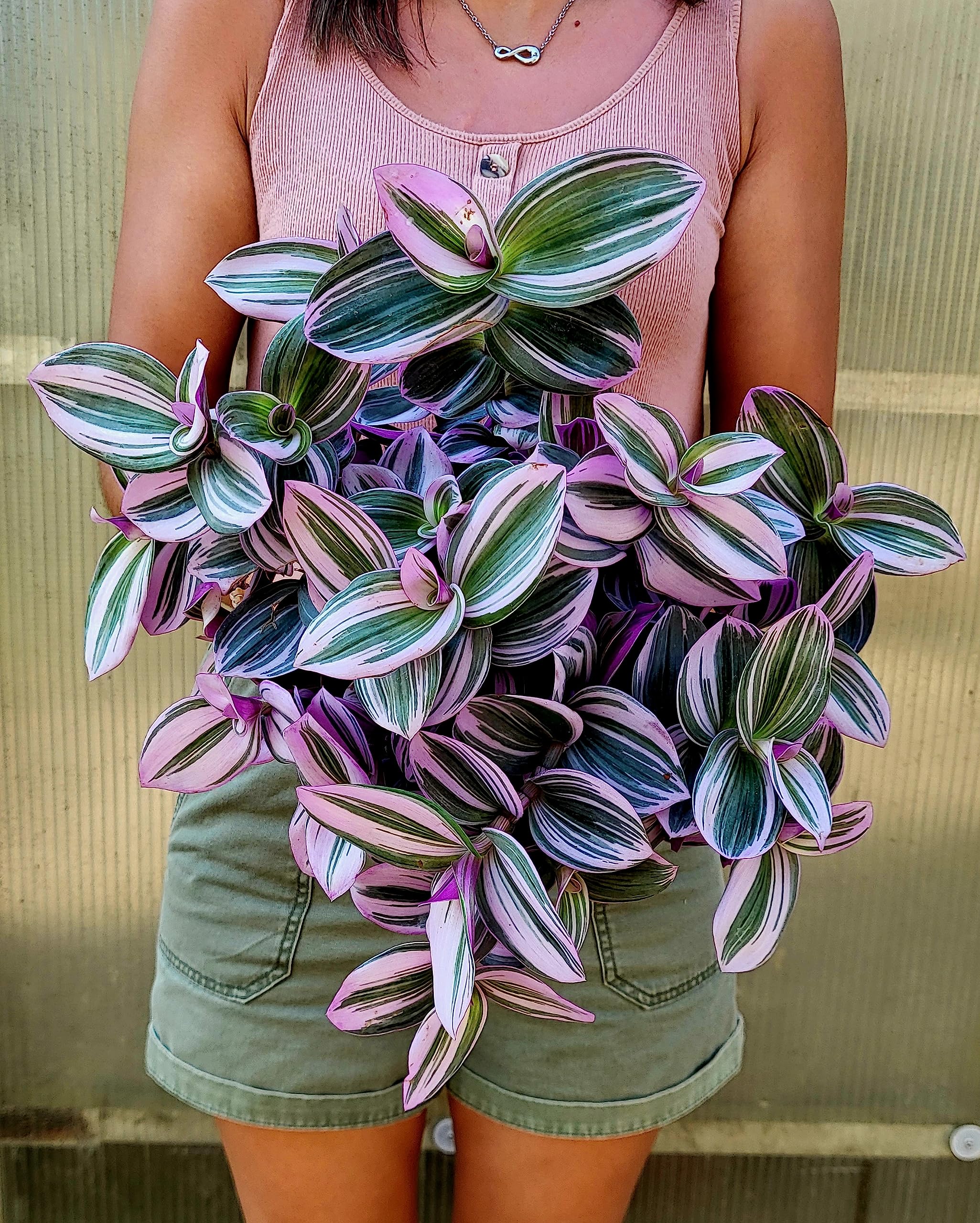 POWERS TO FLOWERS - TRADESCANTIA NANOUK Xl VASO 16CM diametro, pianta vera