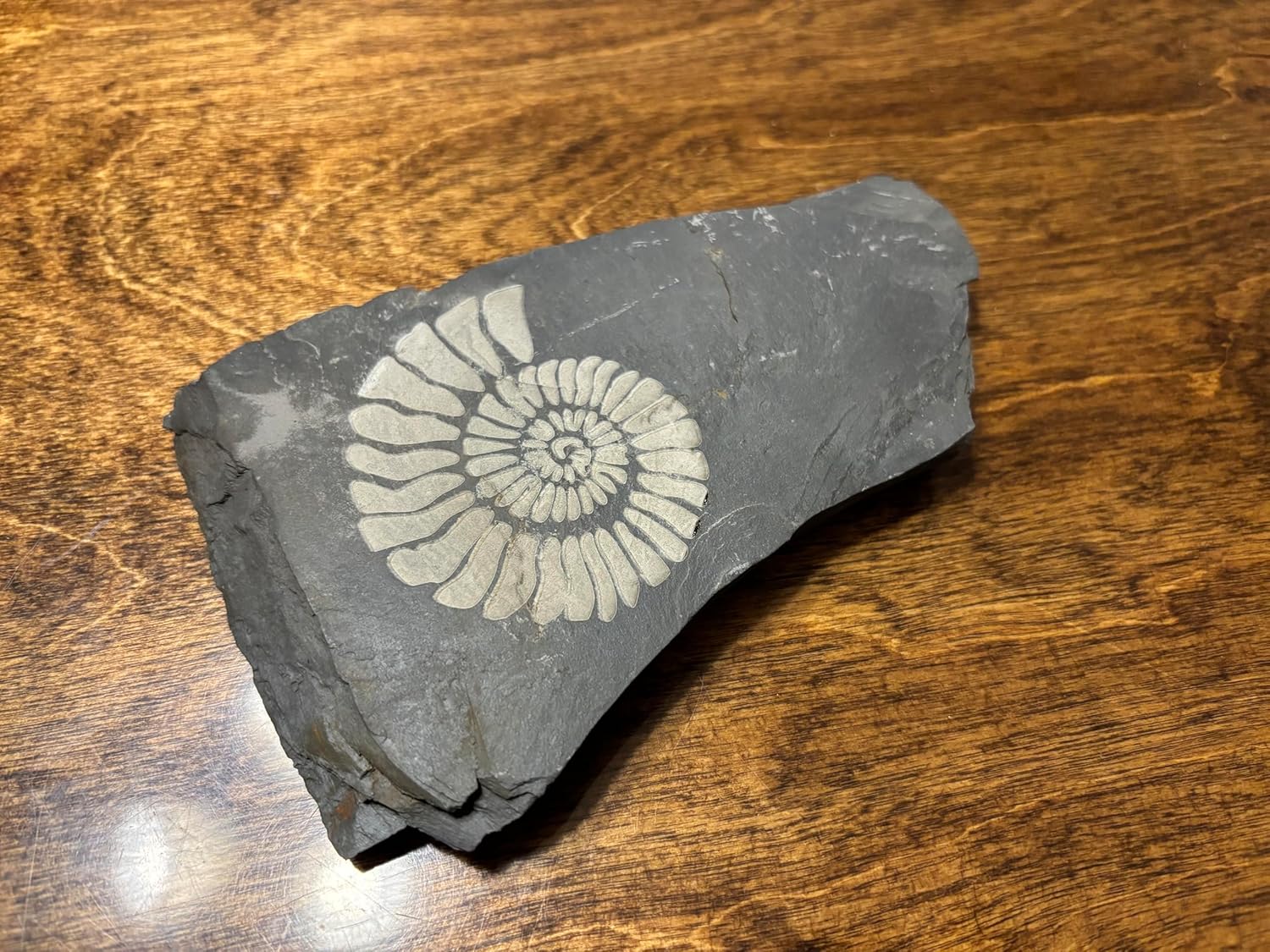 アートアクアリウム2021 大阪の宝石の様な展示に息をのむ！本展を含めた都市型水族館の流行に思う事 | Re-urbanization -再都市化- レーザー彫刻された化石水族館の装飾 – リアルなブラックスレートストーンオーナメント 水族館&amp;テラリウム用 (アンモナイト化