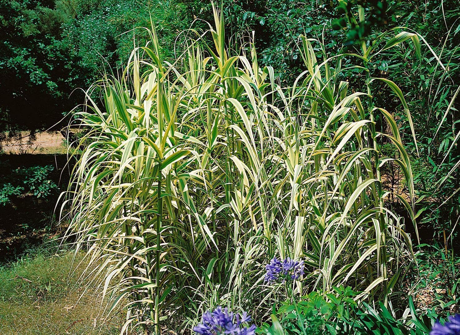 Arundo donax 'Variegata' - Buntblttriges Pfahlrohr, grn-wei gestreifte  Bltter, ideal fr Teichrnder und Kbel, winterhart, pflegeleicht :  Amazon.de: Garten