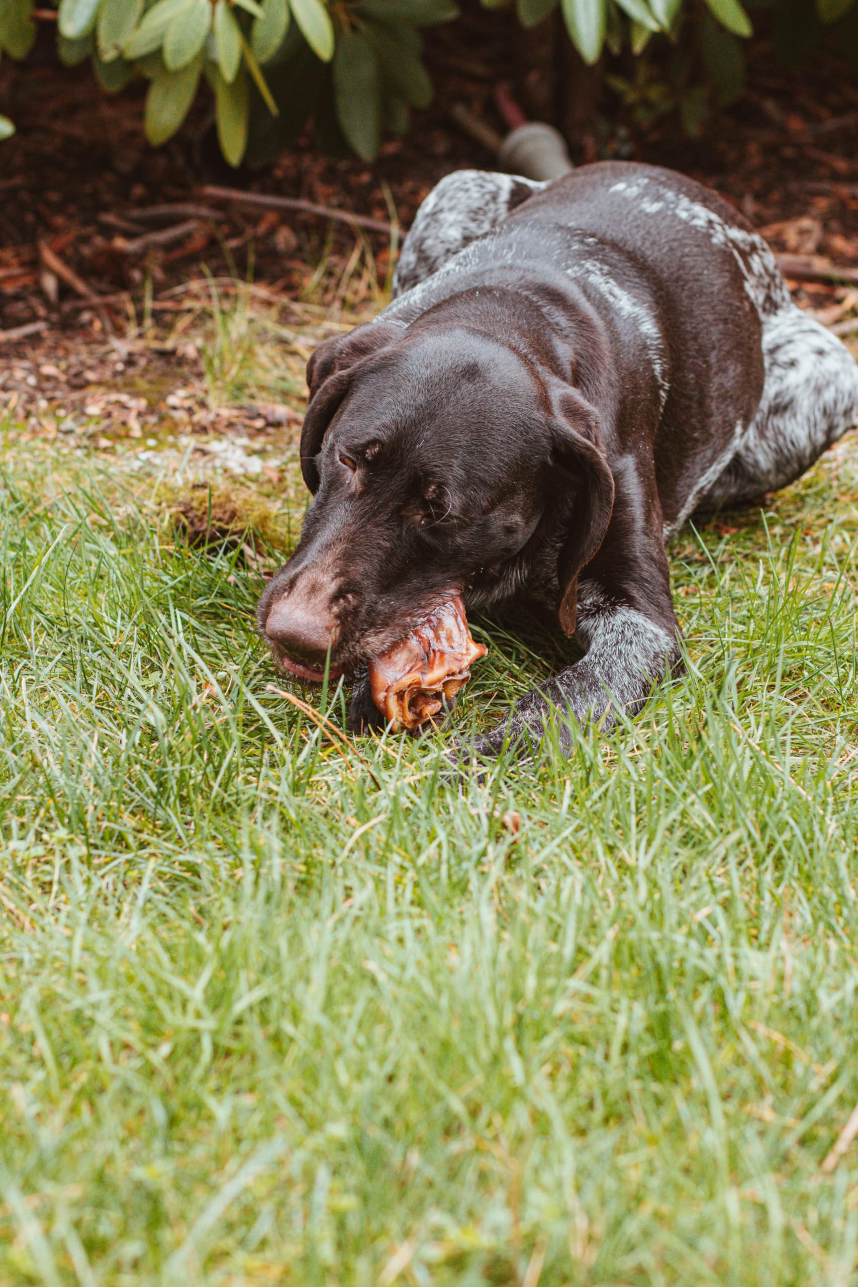 DIBO Lot de 10 Petites collations Naturelles à mâcher ou friandises pour Chien - sans Produits Chimiques