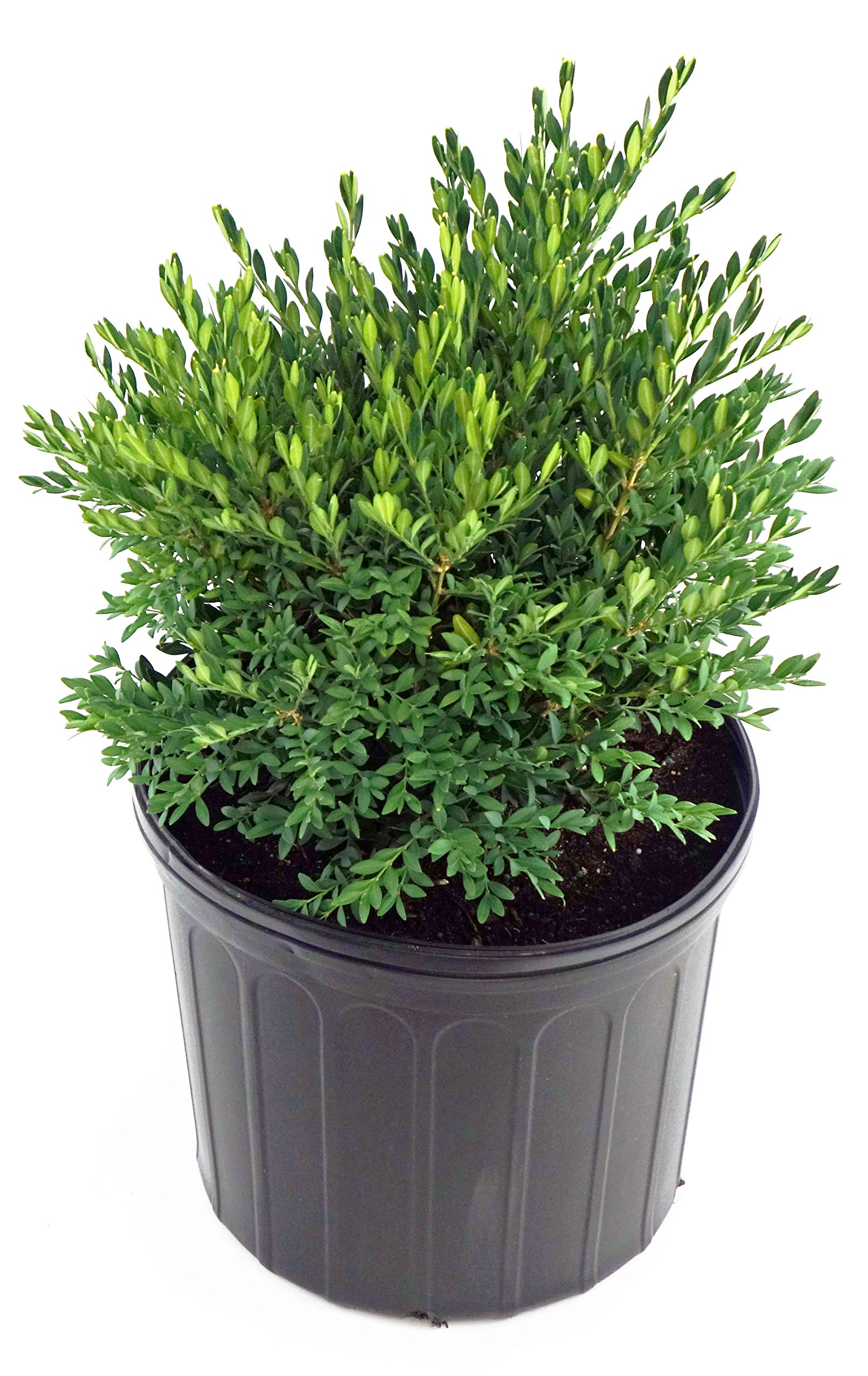Green Promise Farms Buxus micro. jap. Green Gem #3 Container