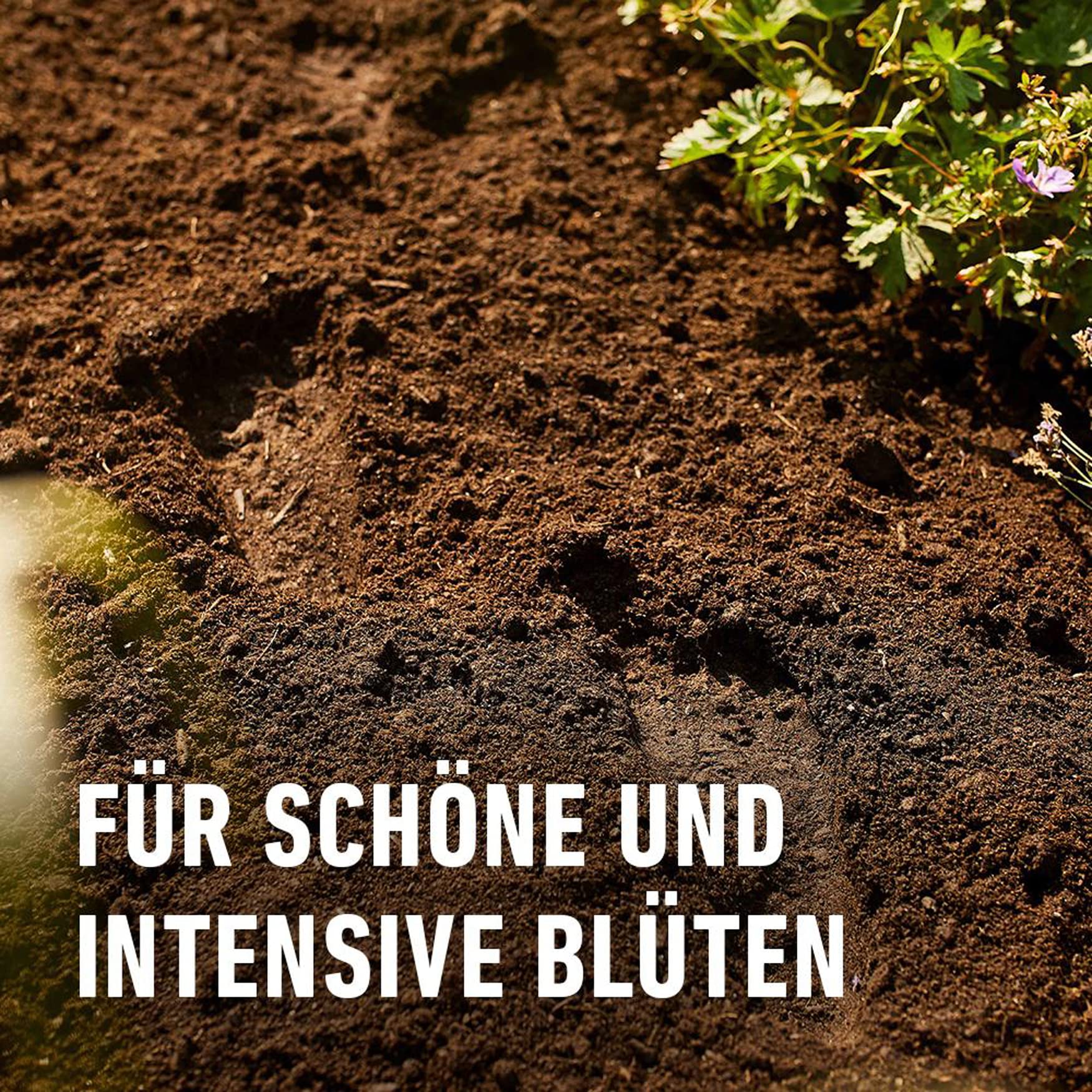 kohlrübe saatgut Horti Tops | Kohlrübe Wilhelmsburger | 5 Korn | MHD: 07/2027 main image 0
