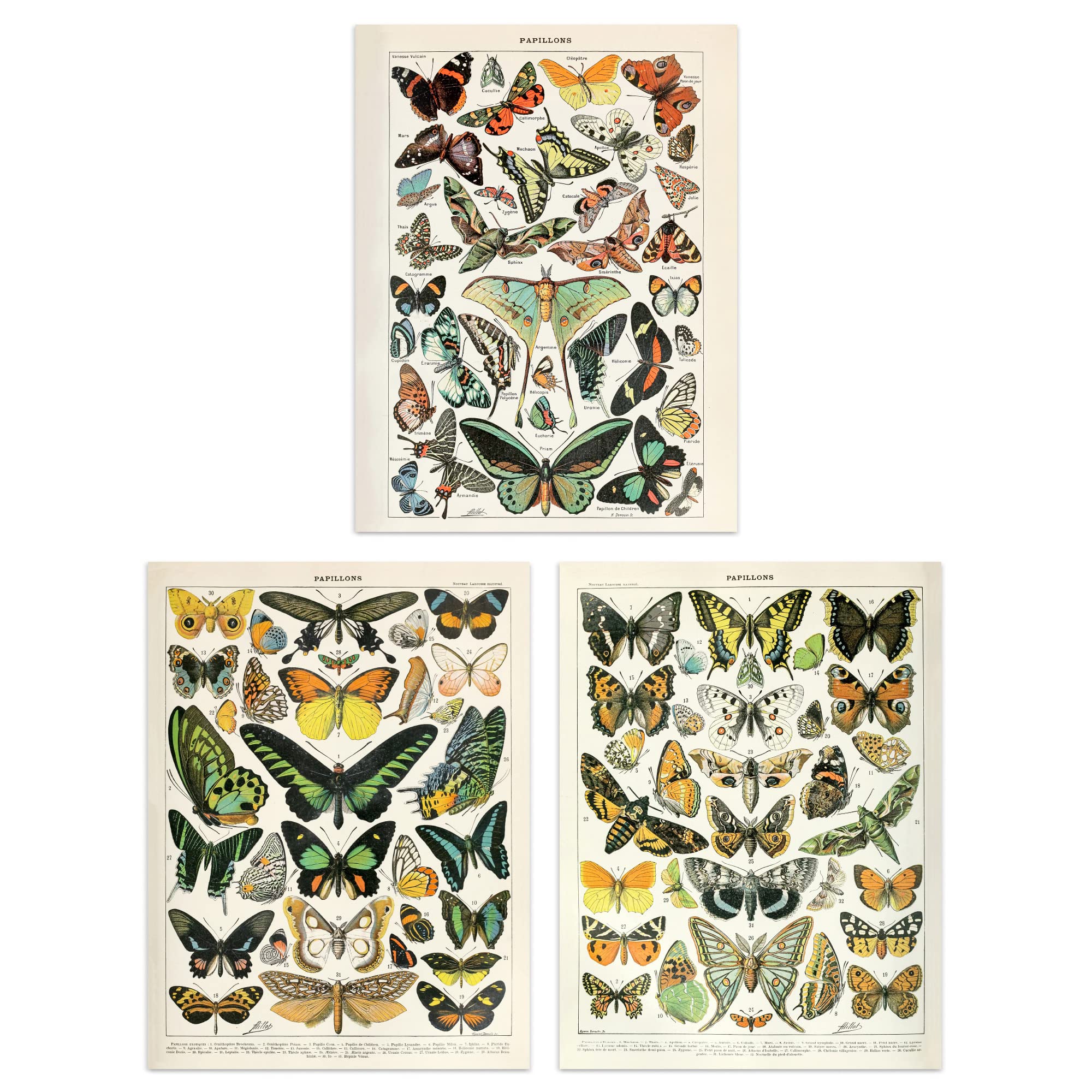 Artery8 Butterflies - Set Of 3 Insects Butterflies Papillons Vintage Millot Set Of 3 Unframed Wall Art Prints Study Office Aesthetic Illustrations 12X16 Inch
