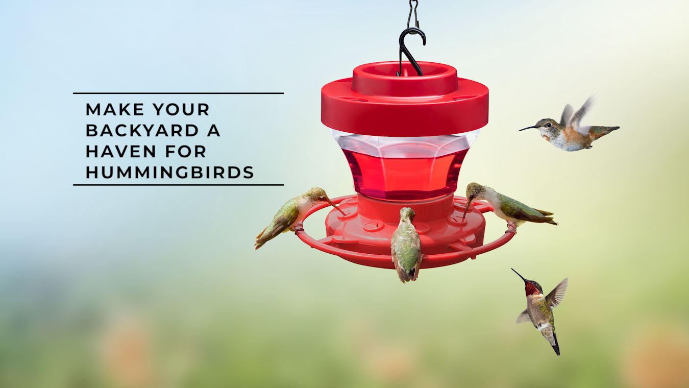 hummingbird bee proof feeder