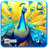 Peacock Dreams – Vibrant Colorful Feather with Soothing Music TV Screensaver