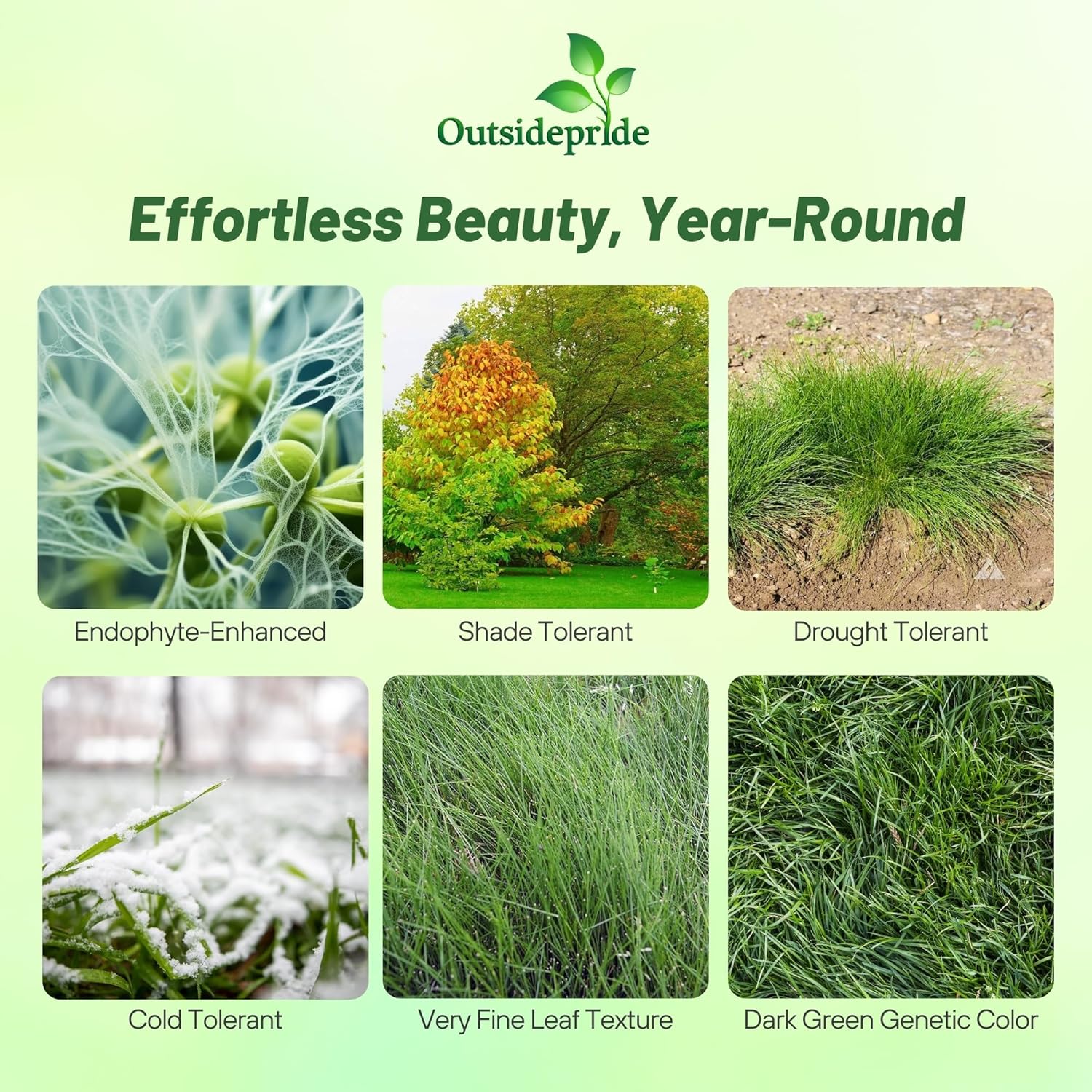 Outsidepride Hard Fine Fescue Grass Seed - 5 lbs. Low-Growing, Drought & Shade-Tolerant, OptiGrowth Coated Seed for Lawn & Turf, Ideal for Low-Maintenance, Dense, & Resilient Green Ground Cover