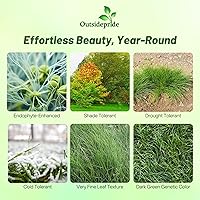 Vista 1 de Outsidepride Semilla de césped de festuca fina dura – 5 libras de bajo crecimiento, tolerante a la sequía y a la sombra, semilla recubierta