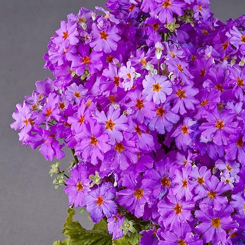 Vista 16 de Outsidepride 1000 Semillas Perennes Primula Crimson Fairy Primrose Flower Seeds para plantar Carmesí