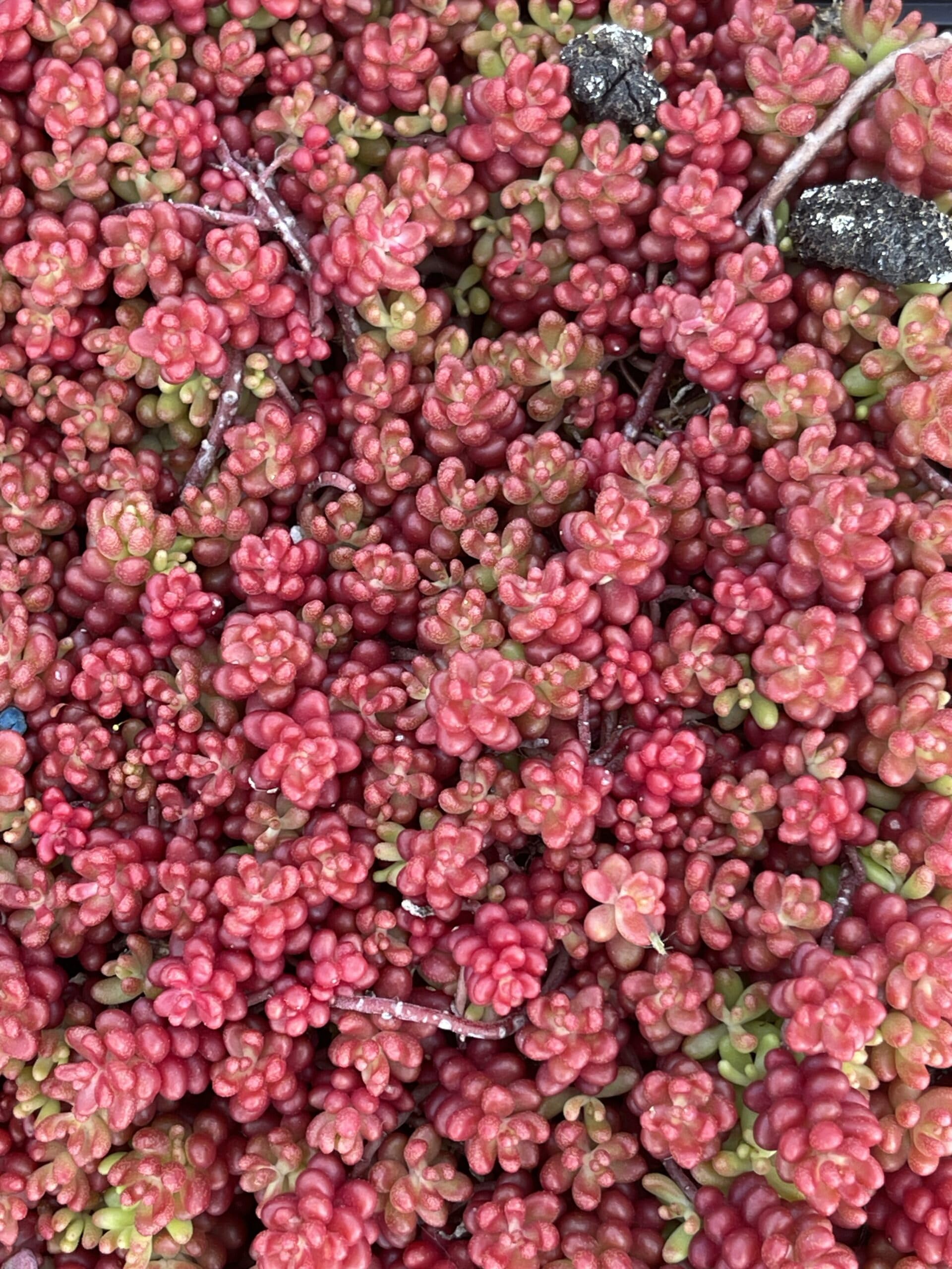 6x Sedum album 'Korallenteppich'