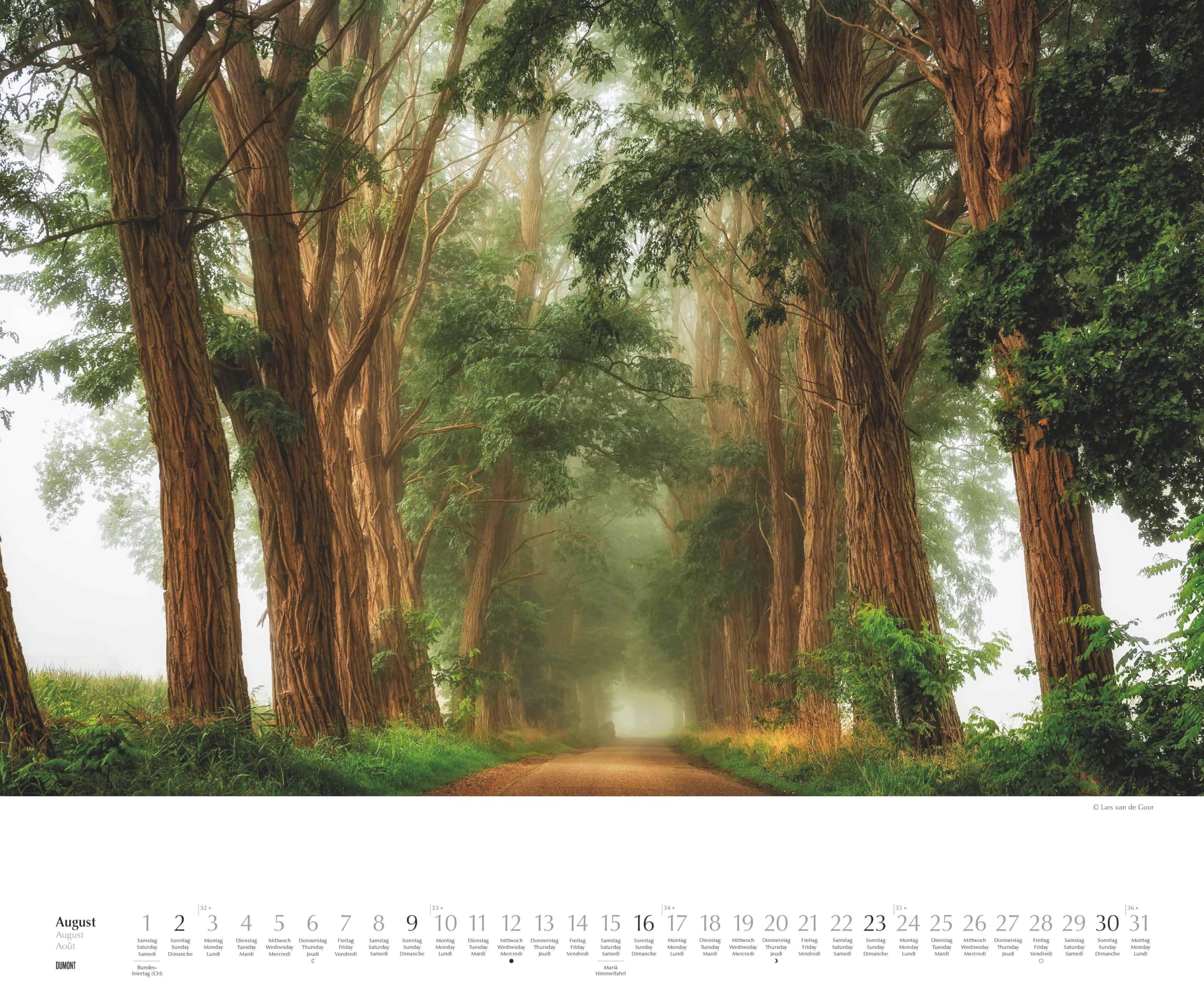 DUMONT - Waldspaziergang 2026 – Fotokunst-Kalender Querformat 60 x 50 cm – Naturfotografie von Lars van de Goor für Wald- & Naturfreunde: A walk in the Woods Promenade en foret