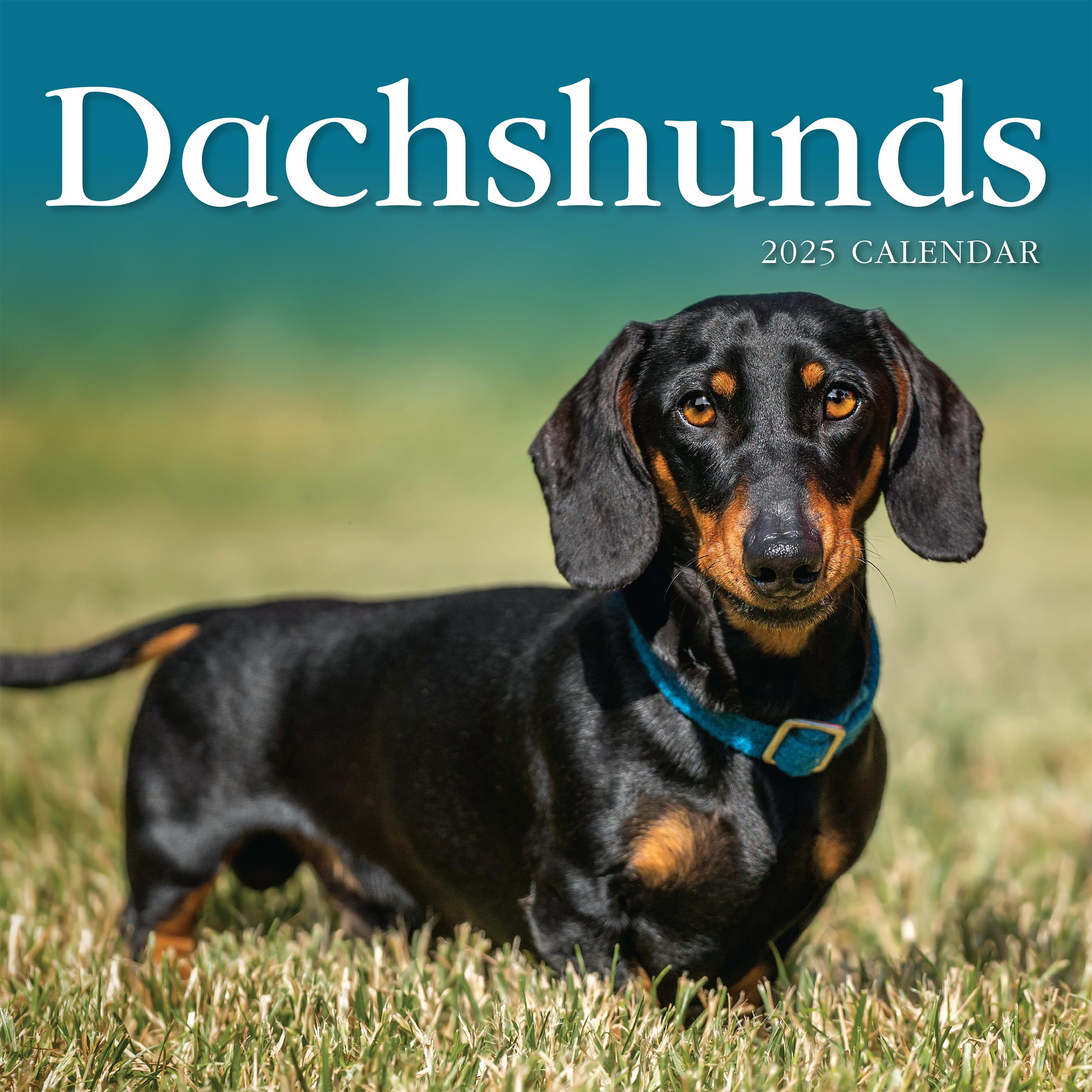 Dachshunds 2025 Large Wall Calendar, by Fresh Publishing, Size 302mm x