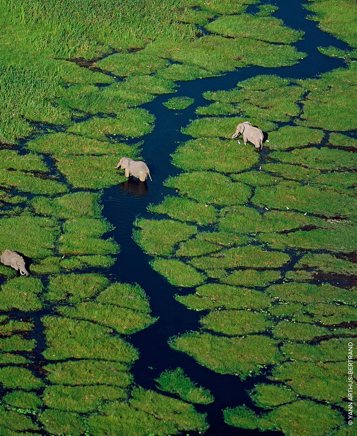 Guerlain Aqua Allegoria Orange Soleia Eau De Toilette Spray for Unisex, 4.2 Ounce - Image 7