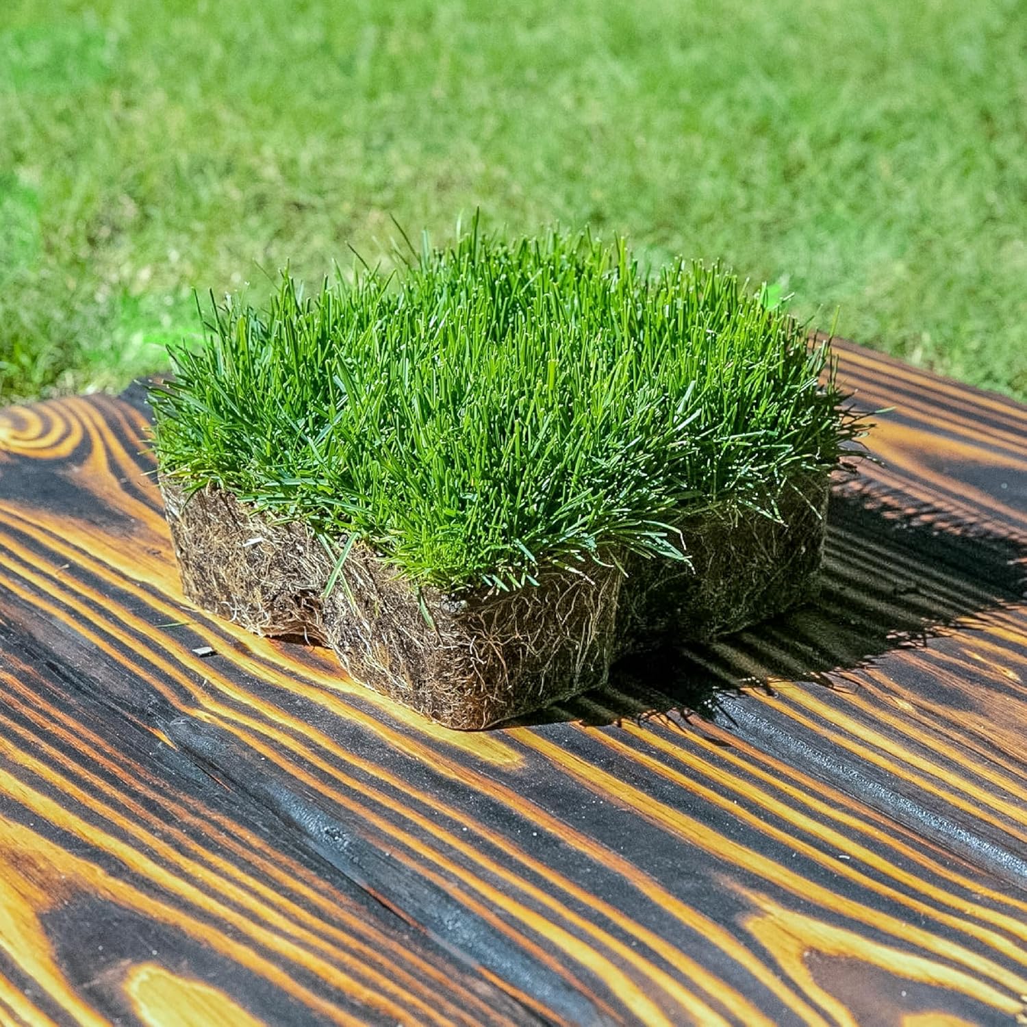 SodPods® Fescue Grass Plugs for Lawn Repair, 6" x 6" Each (16-Count) – Cannot Ship to California/Arizona