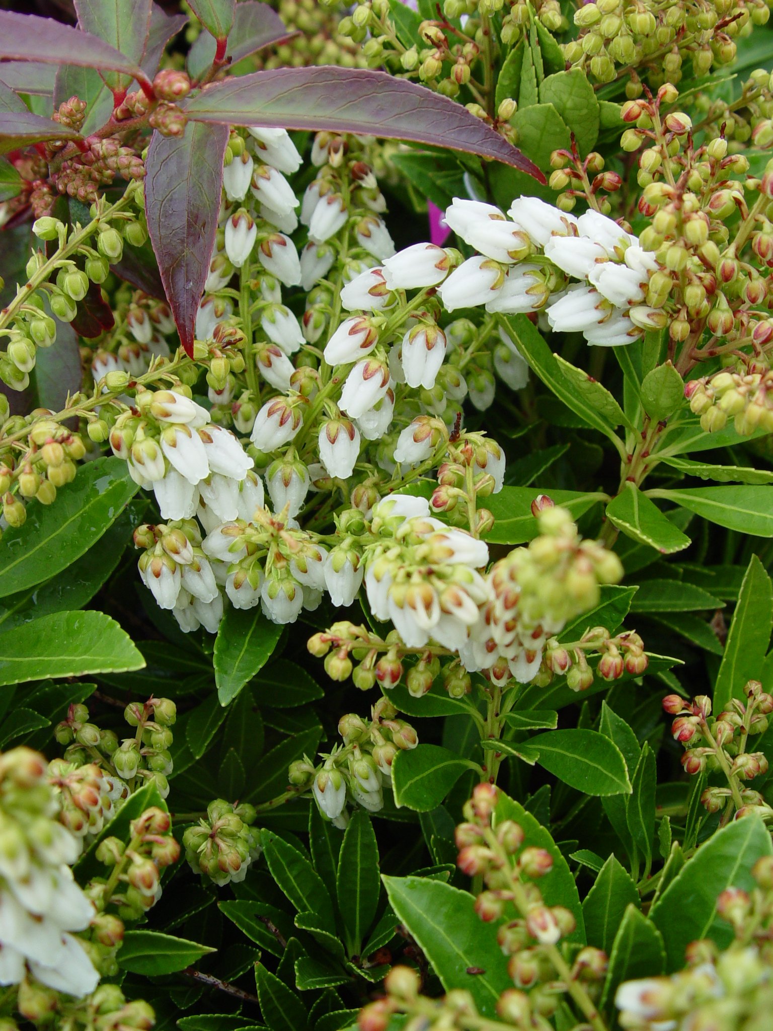 Pieris Cavatine Dwarf