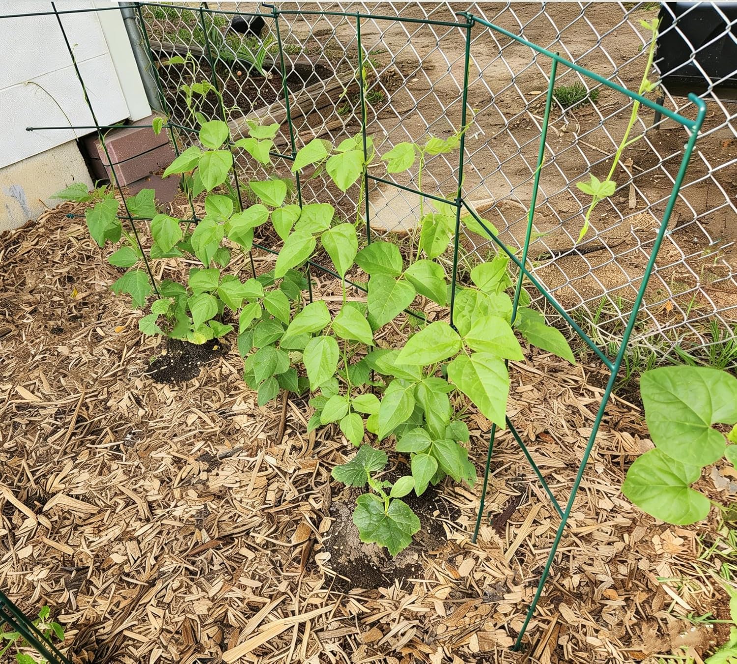 2 Pack 12x39 Inch High Green Folding Square Tomato Cages, Tall Plant Support Tomato Trellis Metal Plant Peony Cage