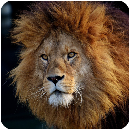 ◾️未開封新品■PEDRO THE LION / ペドロ・ザ・ライオン ■ACHI PEDRO THE LION / ペドロ・ザ・ライオン商品一覧｜PUNK