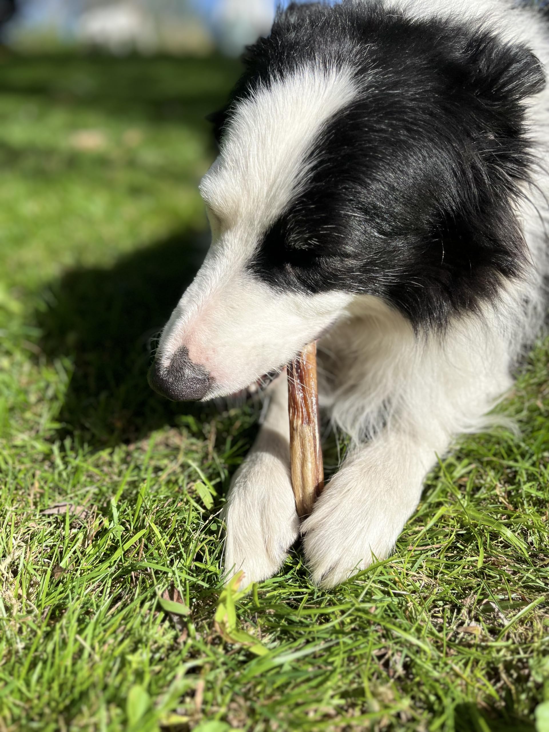 Sam Snack Nervo di toro/verga di toro 100% naturale 25 PZ 15 CM masticativi premium per cani prodotto in Italia adatto a dieta BARF PEZZI SPESSI