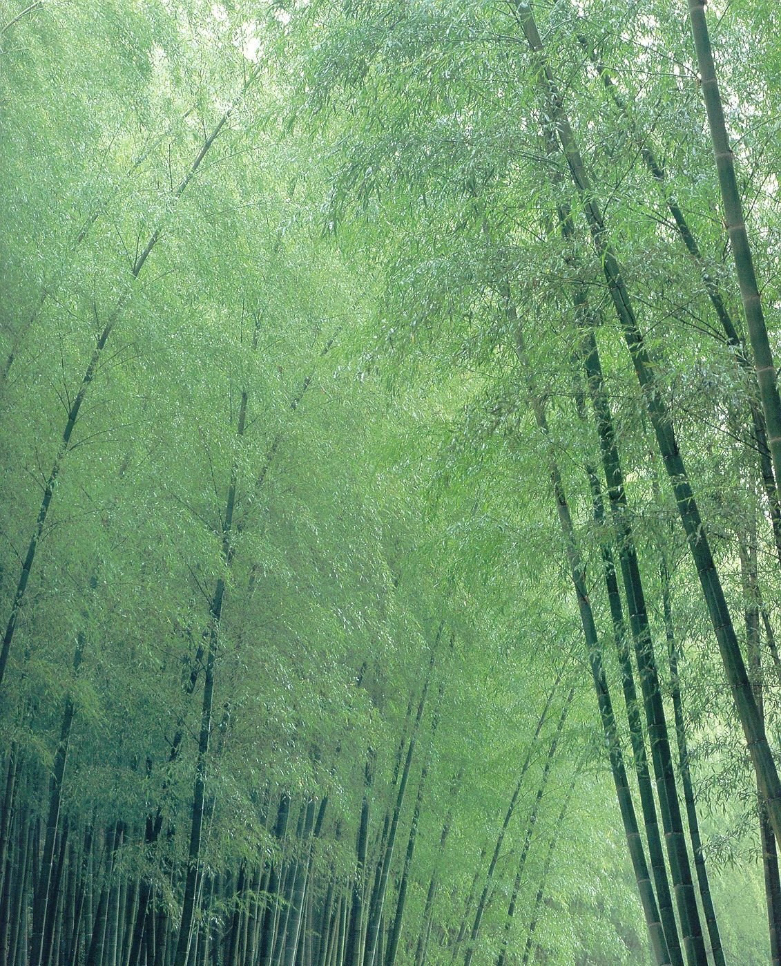 CKS Spoon rest (Upright) - White Ceramic