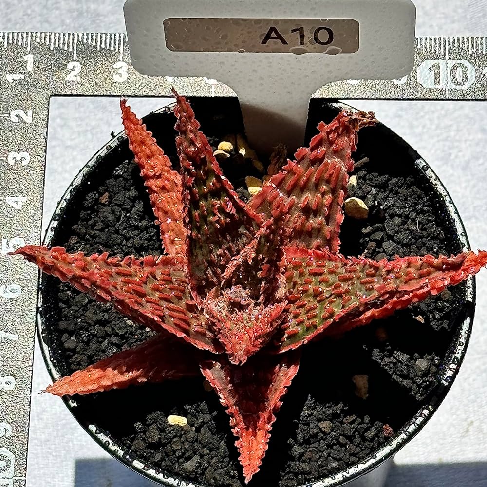 Amazon｜多肉植物 観葉植物 アロエ ハイブリッド Aloe hybird