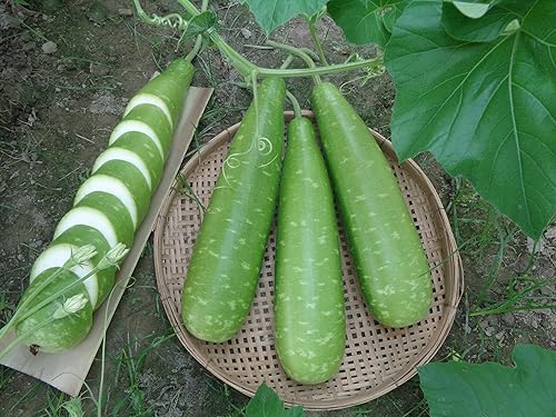 Semillas de calabaza orgánicas de primera calidad para plantar, mini bangladesí, variedades gigantes, largas y grandes, alta tasa de germinación,