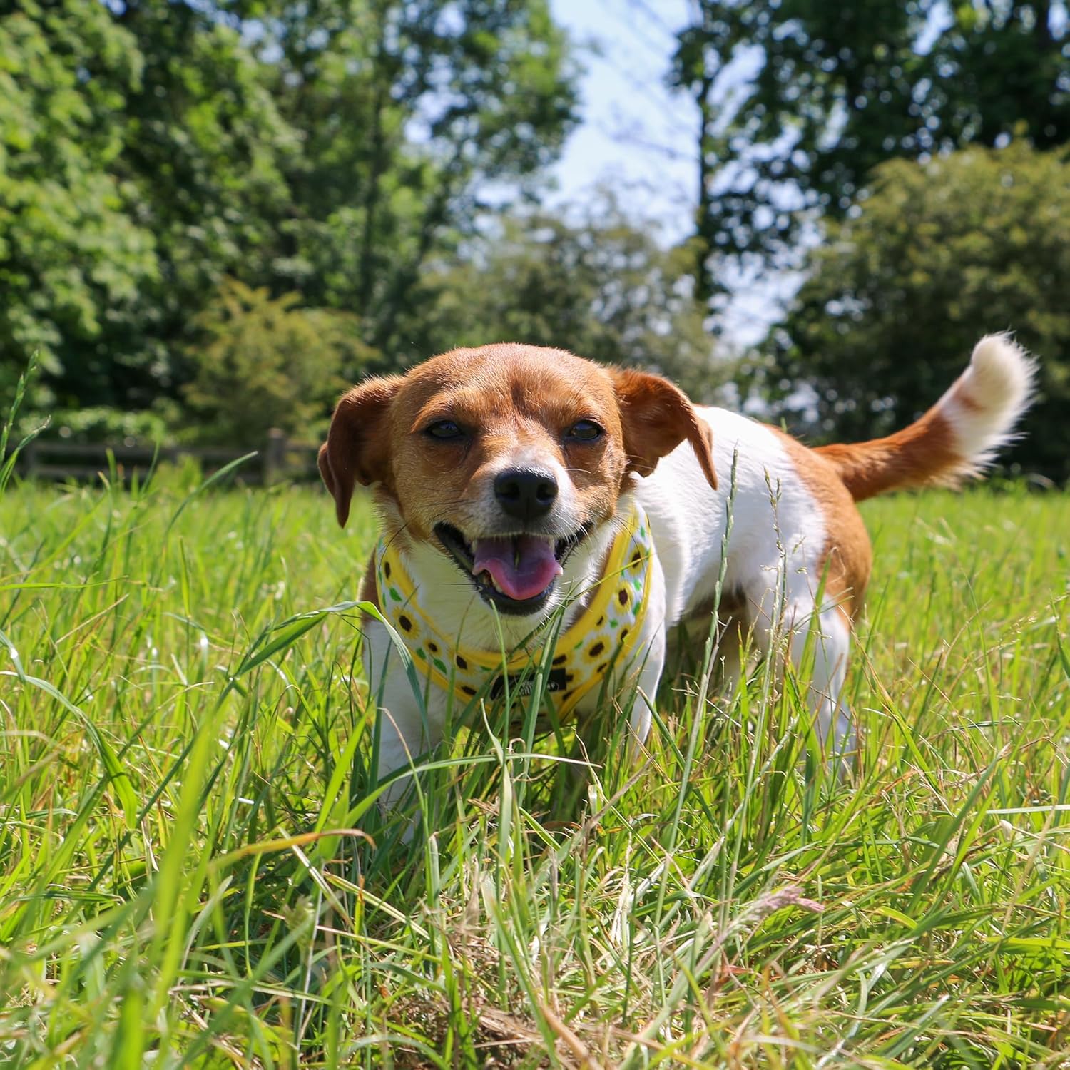 Ancol Sunflower & Checked Reversible Dog Harness (M) (Yellow)