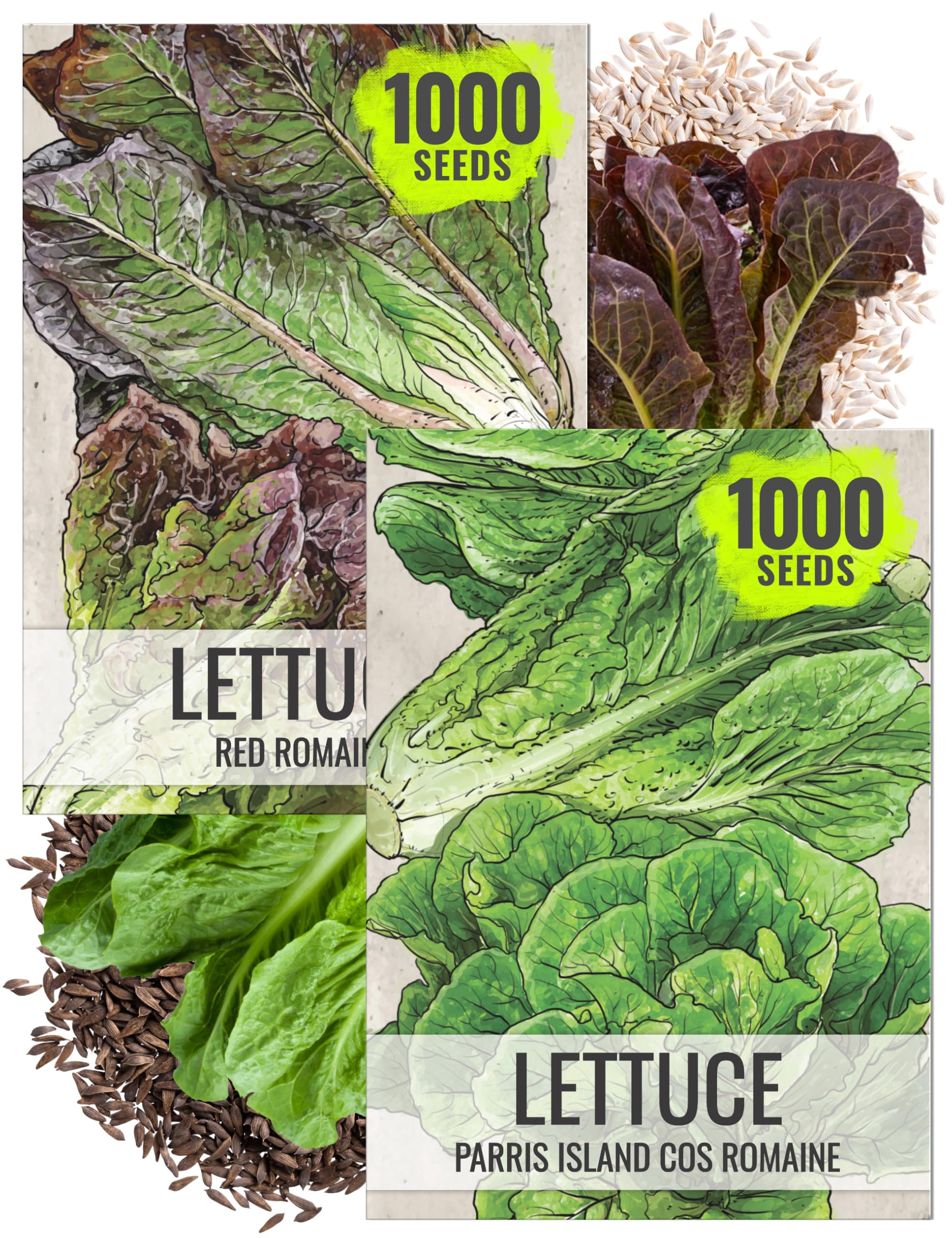 Seed Needs Romaine Lettuce Seeds for Planting - Non-GMO Heirloom & Untreated - Collection of 2 Vegetable Seed Packets Including Parris Island Romaine & Red Romaine