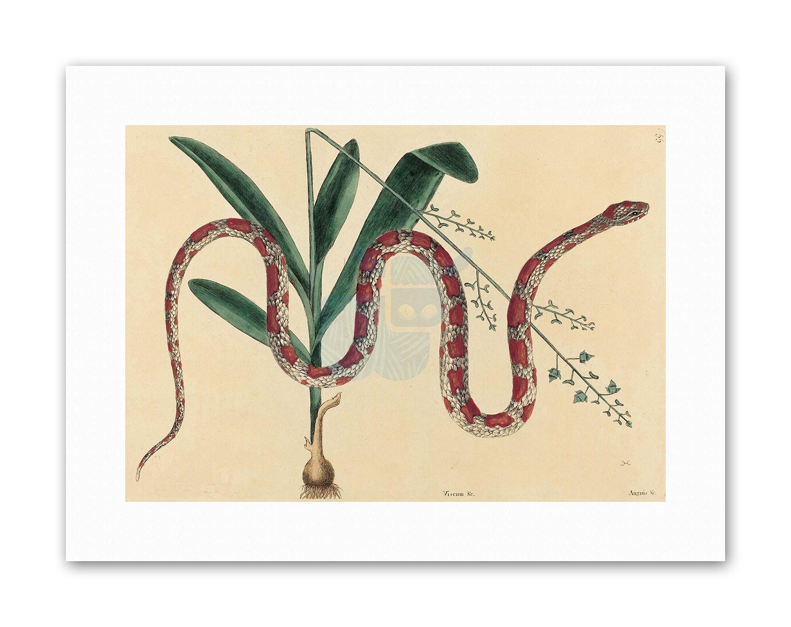 Wee Blue Coo Reptile Catesby Corn Snake Painting Nature Canvas Art Print