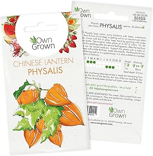 Grow Your own Physalis Plants: Premium Chinese Lantern Seeds for Planting ca. 30 Tasty Garden and Balcony Plants - Exotic Fruit Seeds - Seed for Chinese Lantern Plant - Berry Seeds Fruit by OwnGrown