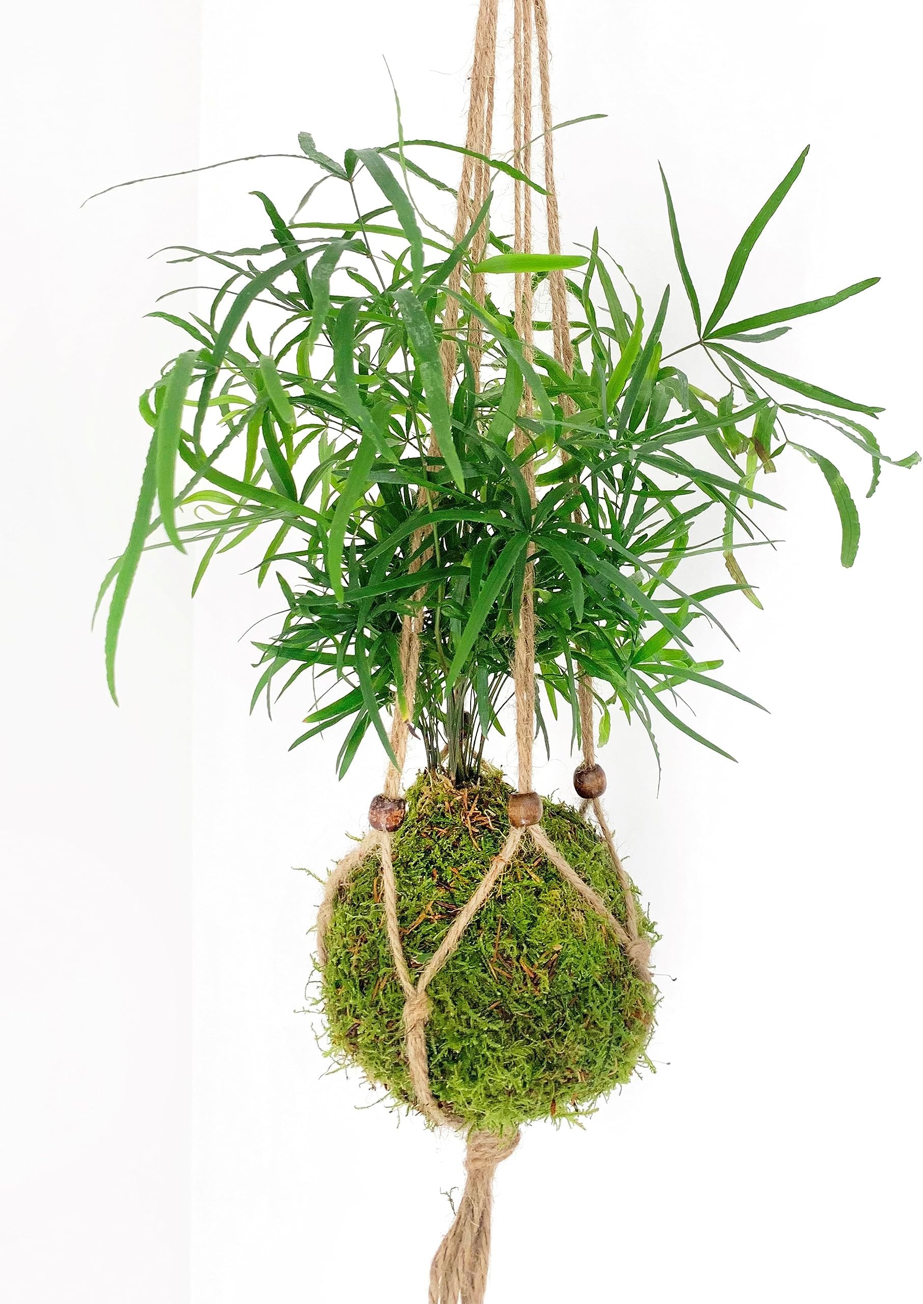 Fern String Garden Kokedama Moss Ball Indoor Plant -30cm high