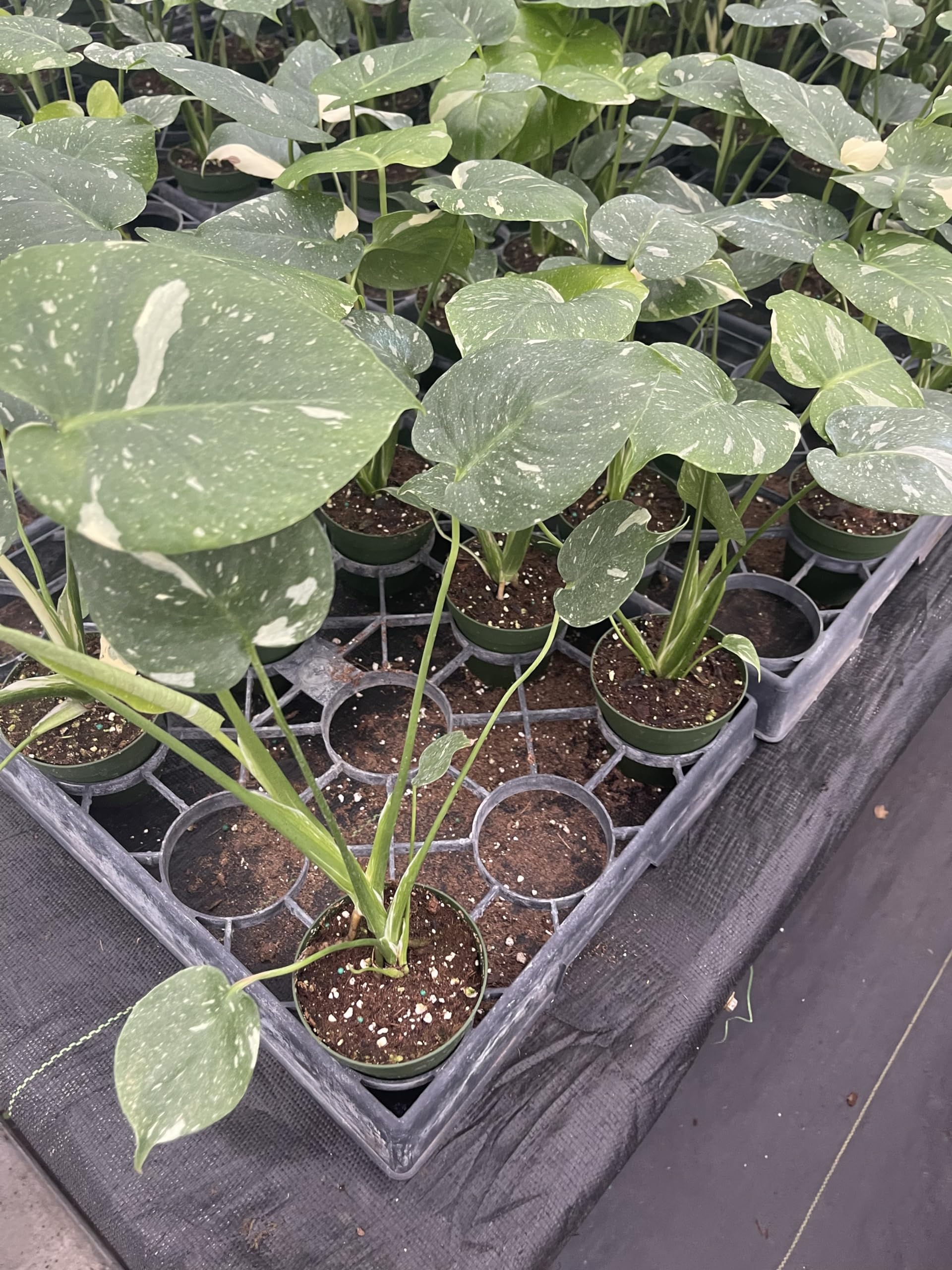 Amazon.com : Exquisite Monstera Thai Constellation – A Celestial