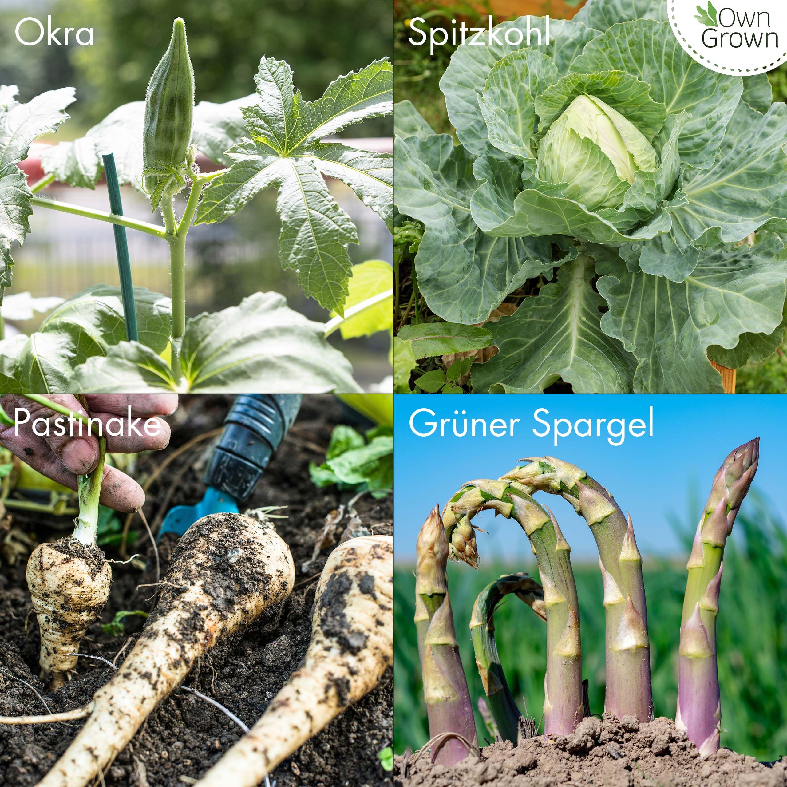Gemüsesamen Alte Sorten: 8 Sorten Alte Gemüse Samen im Set für Garten und Balkon – Artischocken Samen, Spitzkohl Samen, Palmkohl Samen, Pastinaken, Rote Rübe, Spargel – Saatgut Alte Sorten v OwnGrown