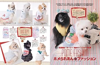 禁断のポメラニアンさ専用 🐶❤️ ポメラニアン（オレンジセーブル）の 女の子が厚木店に
