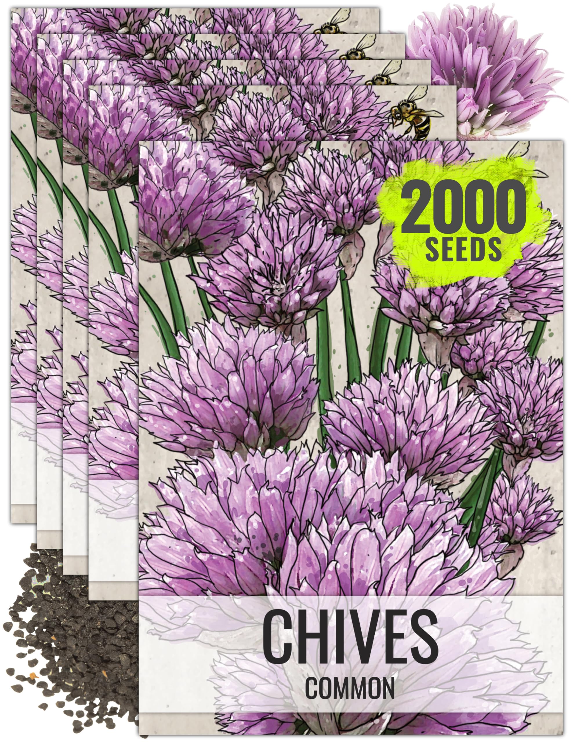 Seed Needs Common Chives Seeds to Plant Heirloom Non-GMO Herbs 5 Packs