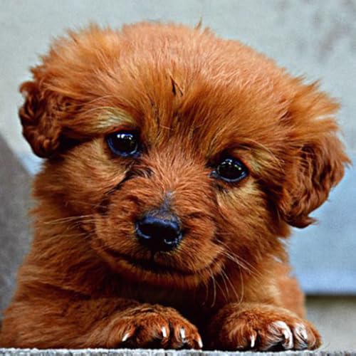 Papel de parede filhote de cachorro bebê