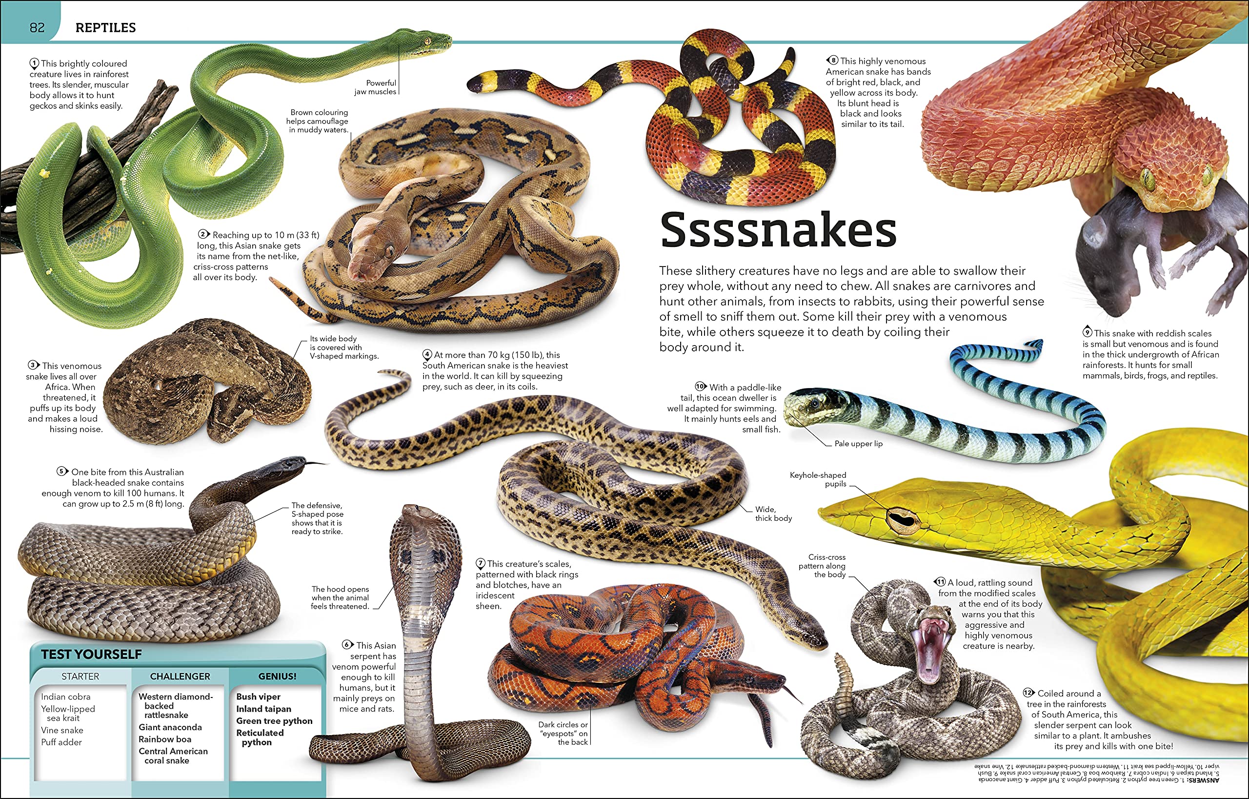 Animal Knowledge Genius!: A Quiz Encyclopedia to Boost Your Brain