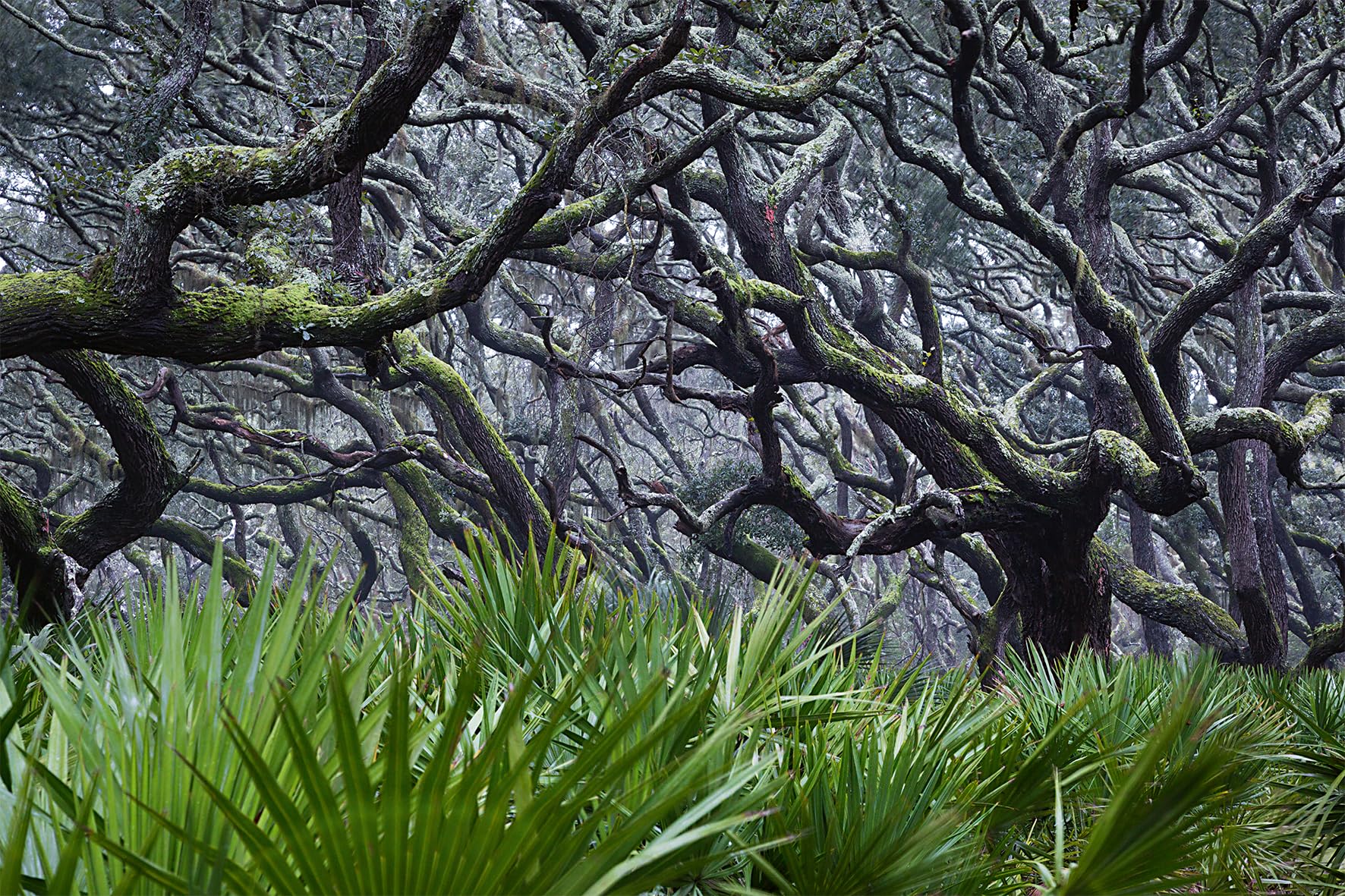 American Amazon: Ancient Forests and Living Waters of the Wild Southeastern US