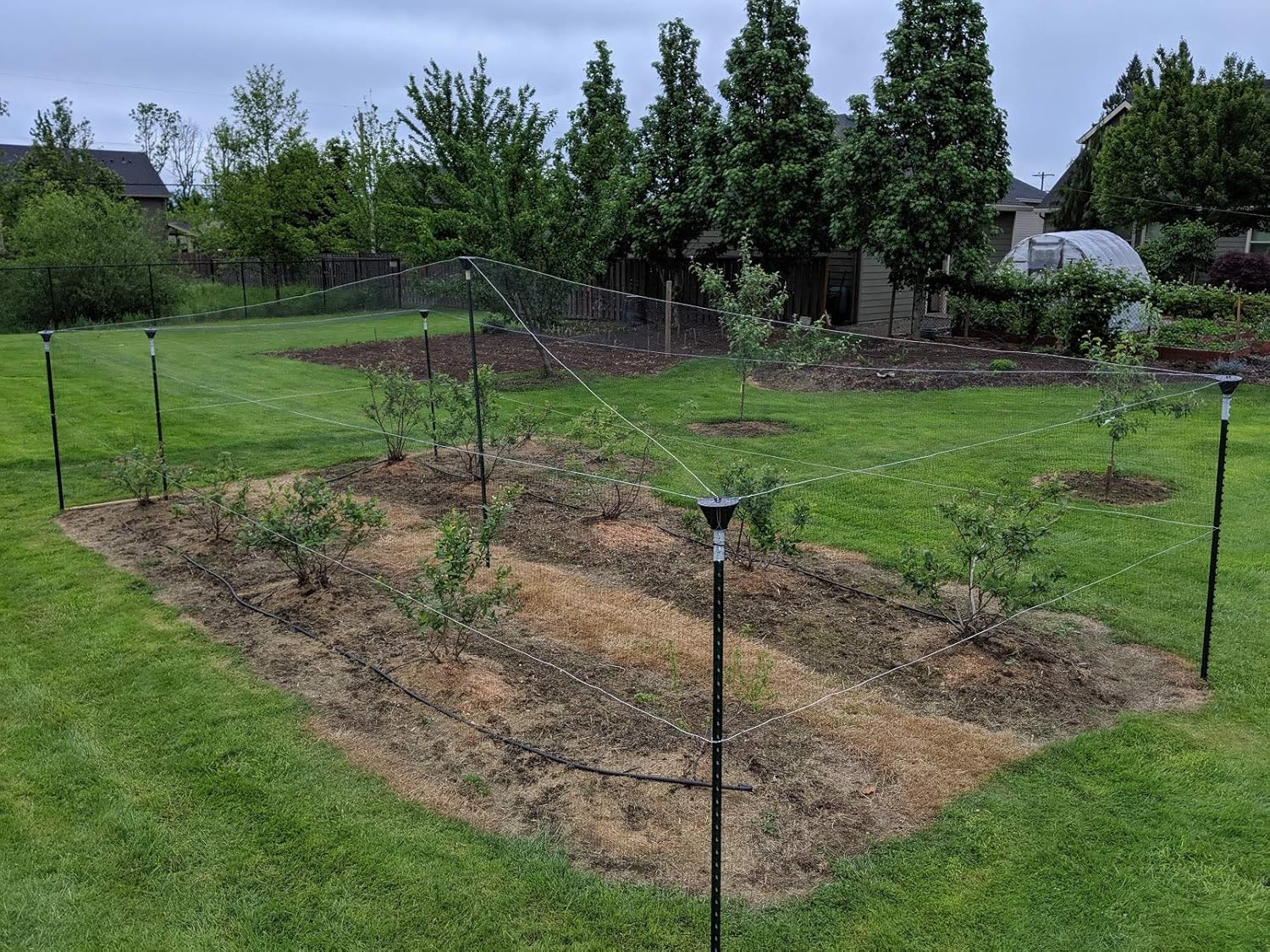 Bird Netting Post caps Madbird Net#Cap (5 Pack) for Bird-X, Birdbgone, Birdblock for Protecting Chickens, Blueberries. Strawberries, Fruit Trees, Grapes, Vegetable Gardens