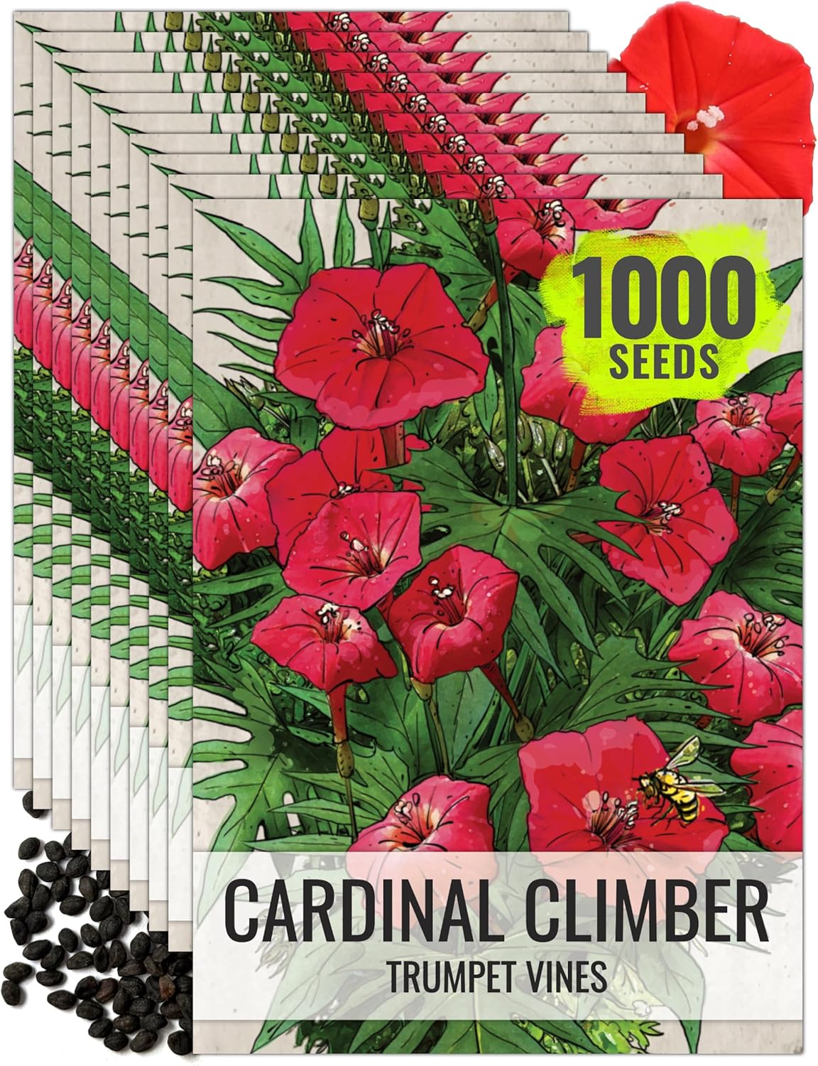 Seed Needs Cardinal Climber Seeds for Planting Ipomoea - Heirloom & Open Pollinated Climbers to Attract Pollinators and Provide Natural Privacy (10 Packs)