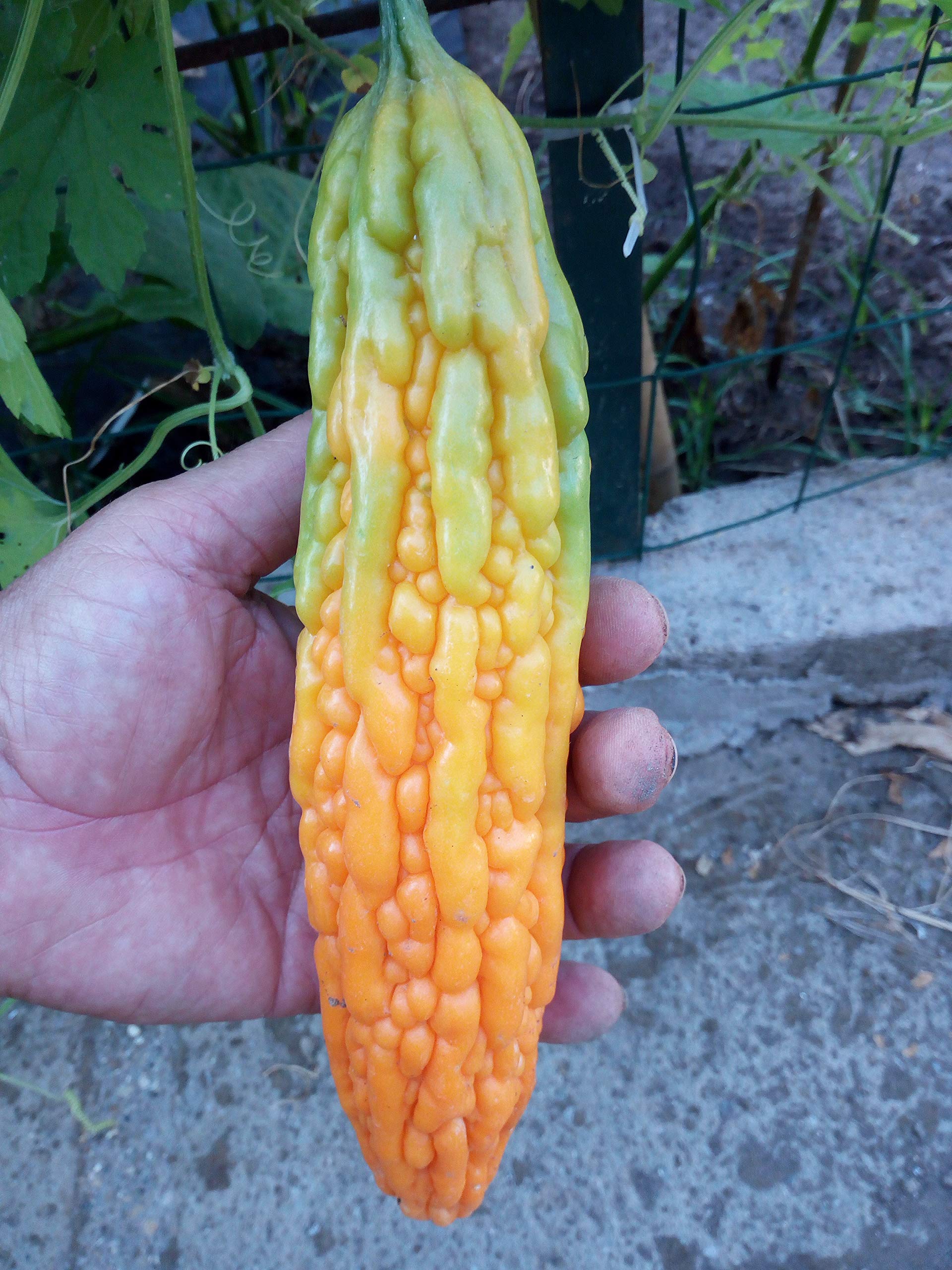 Gorzki melon, gorzki Gourd nasiona - Momordica charantia