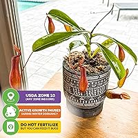 Vista 5 de Planta carnívora tropical Nepenthes Alata para jarrón, planta viva