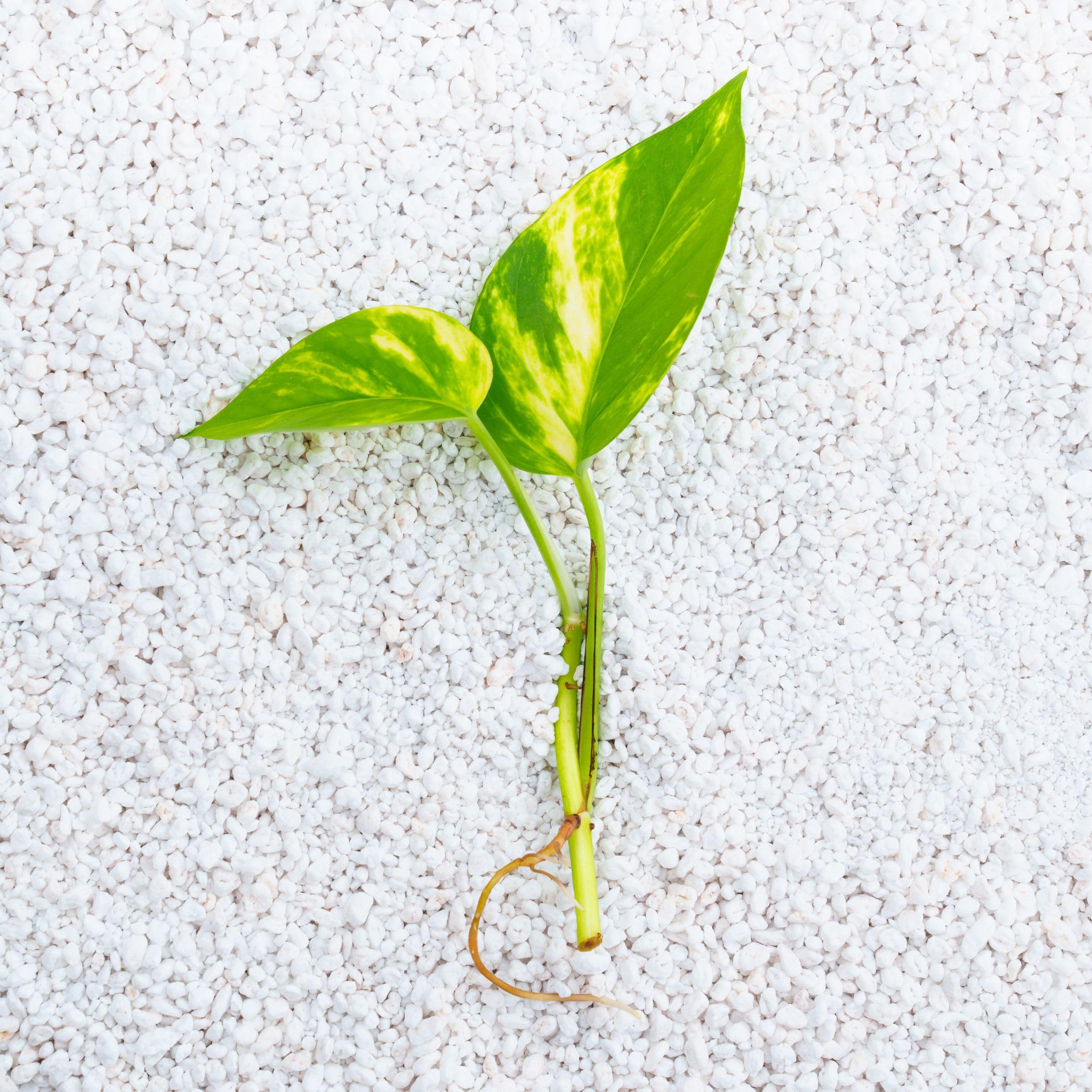 Blumenerde, Perlit Premium 1-4 mm universal, Perlite für Pflanzen 100 l Bodenverbesserung, Feuchtigkeitsspeicherung, Bewurzelung oder Kultivierung, für Orchideen und feuchtigkeitsempfindliche Pflanzen