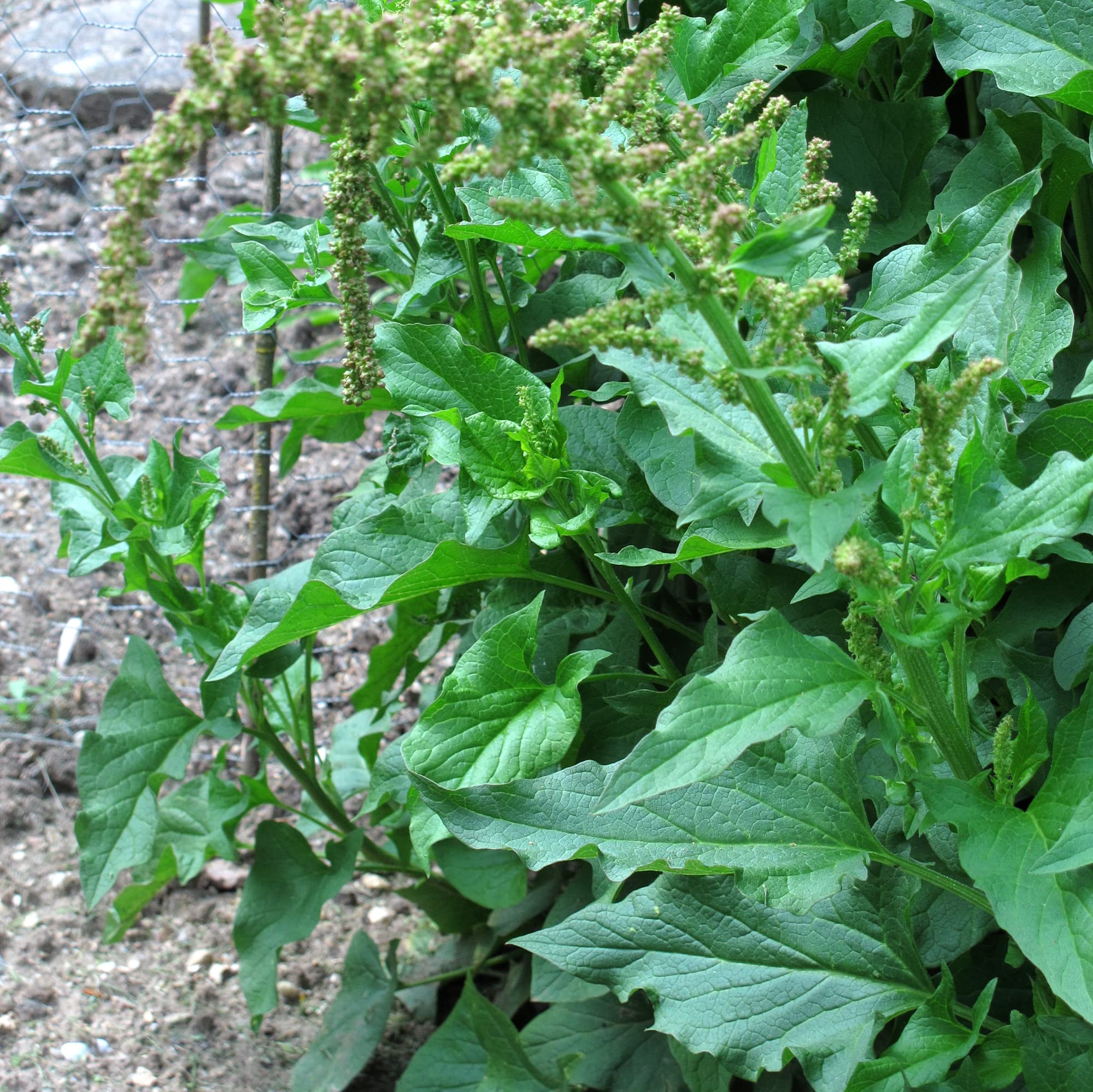 Good Henry (Chenopodium bonus-henricus) 200 nasion Dziki szpinak