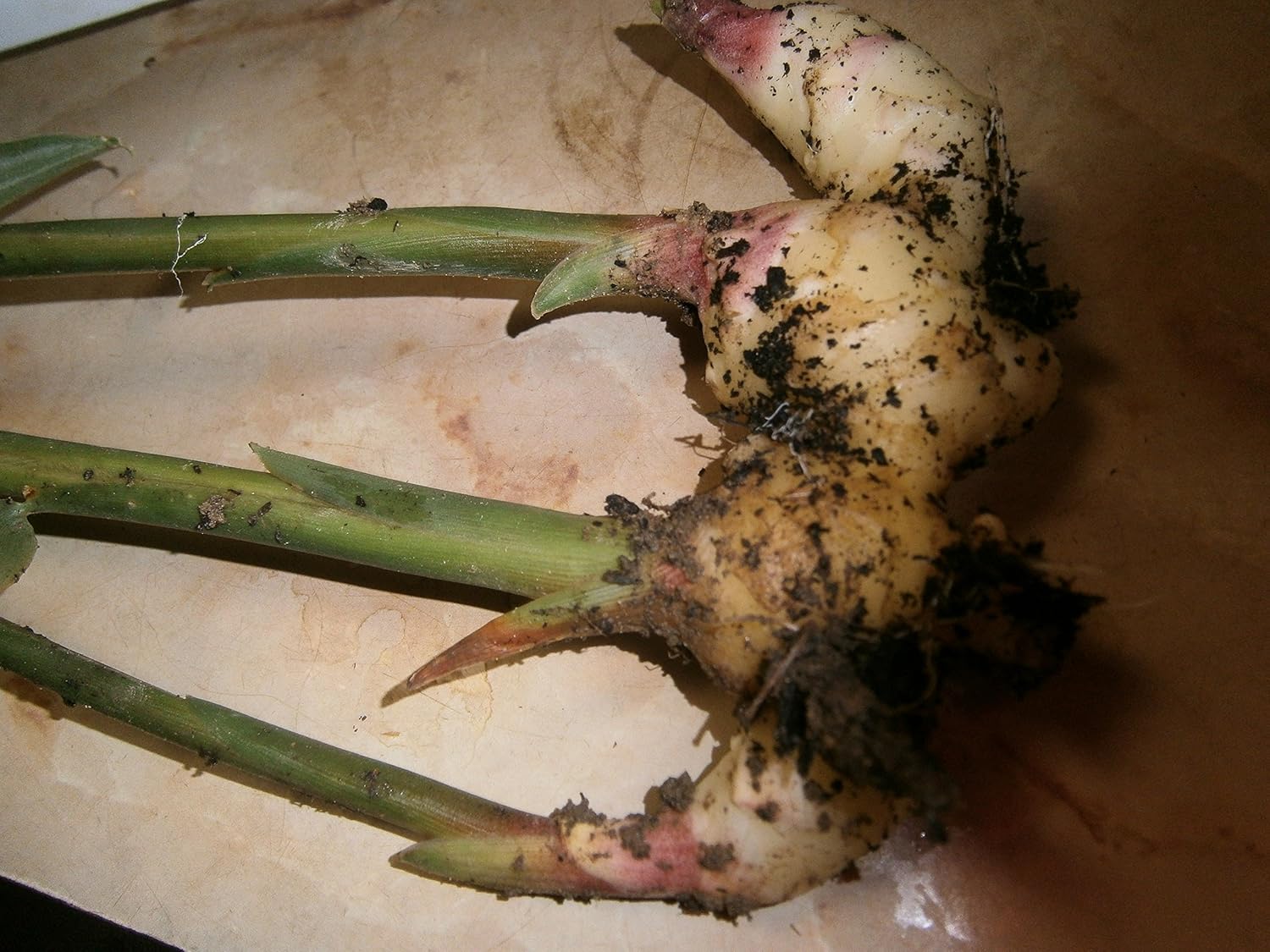 Live Ginger Plants with Roots, Baby Plants (Total 12 Plants)