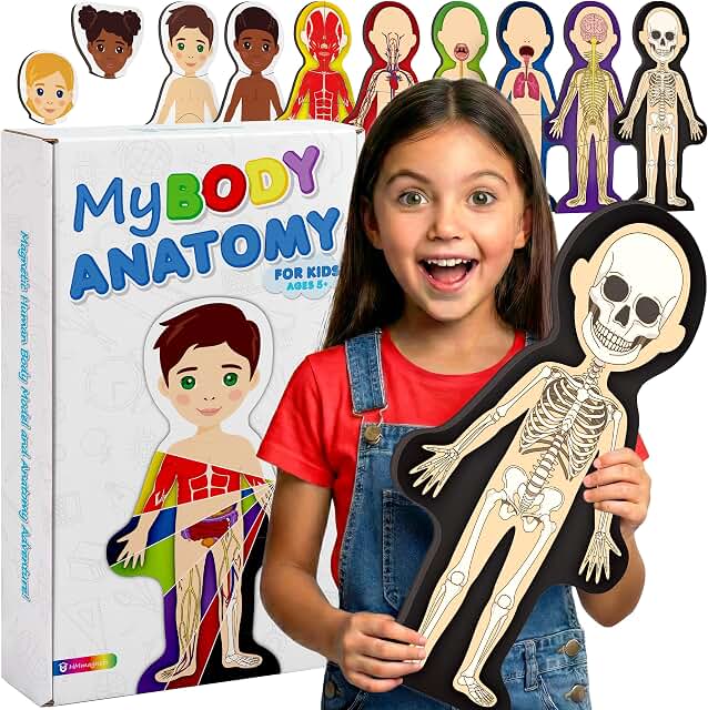 MyBODY magnetic human body anatomy model with layered systems