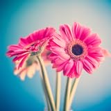 Handbook for Domestic Horticulture:Healthy Flowers and Plants