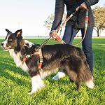 Leashboss Pattern Bungee Dog Leash Extension, 18" Shock Absorbing Lead Extender, Pattern Collection - Large Dog Leash Attachment and Shock Absorber (Blanket Pattern)