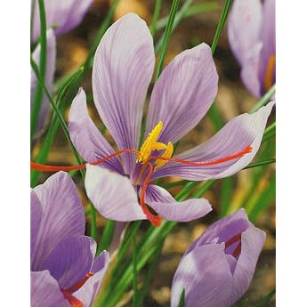 10 Real Saffron Crocuses Crocus Sativus Flower Bulbs Crocus
