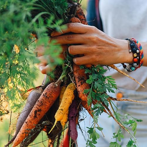 Miniatura 5 de Semillas de zanahoria orgánicas (mezcla de arcoíris) – Aproximadamente 500 semillas – USDA orgánico, sin OMG, polinizado abierto, reliquia, origen