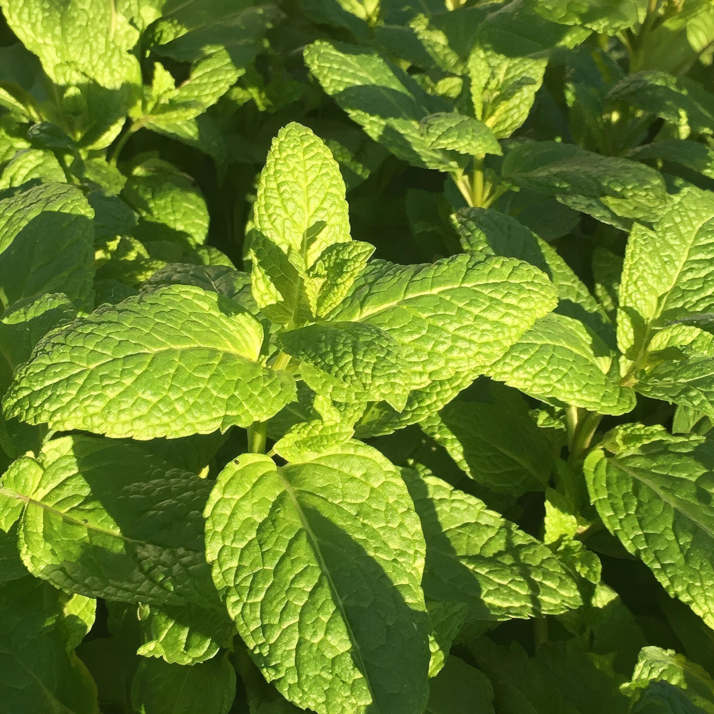 Set ofo 3 Plant Theory 9cm Pot Mentha Spicata Spearmint Garden Mint Common Mint Herb Plant